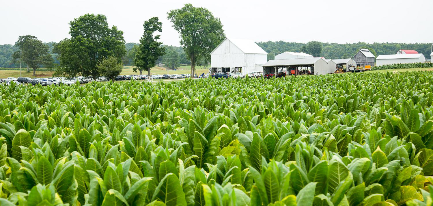 Field of Burley Tobacco