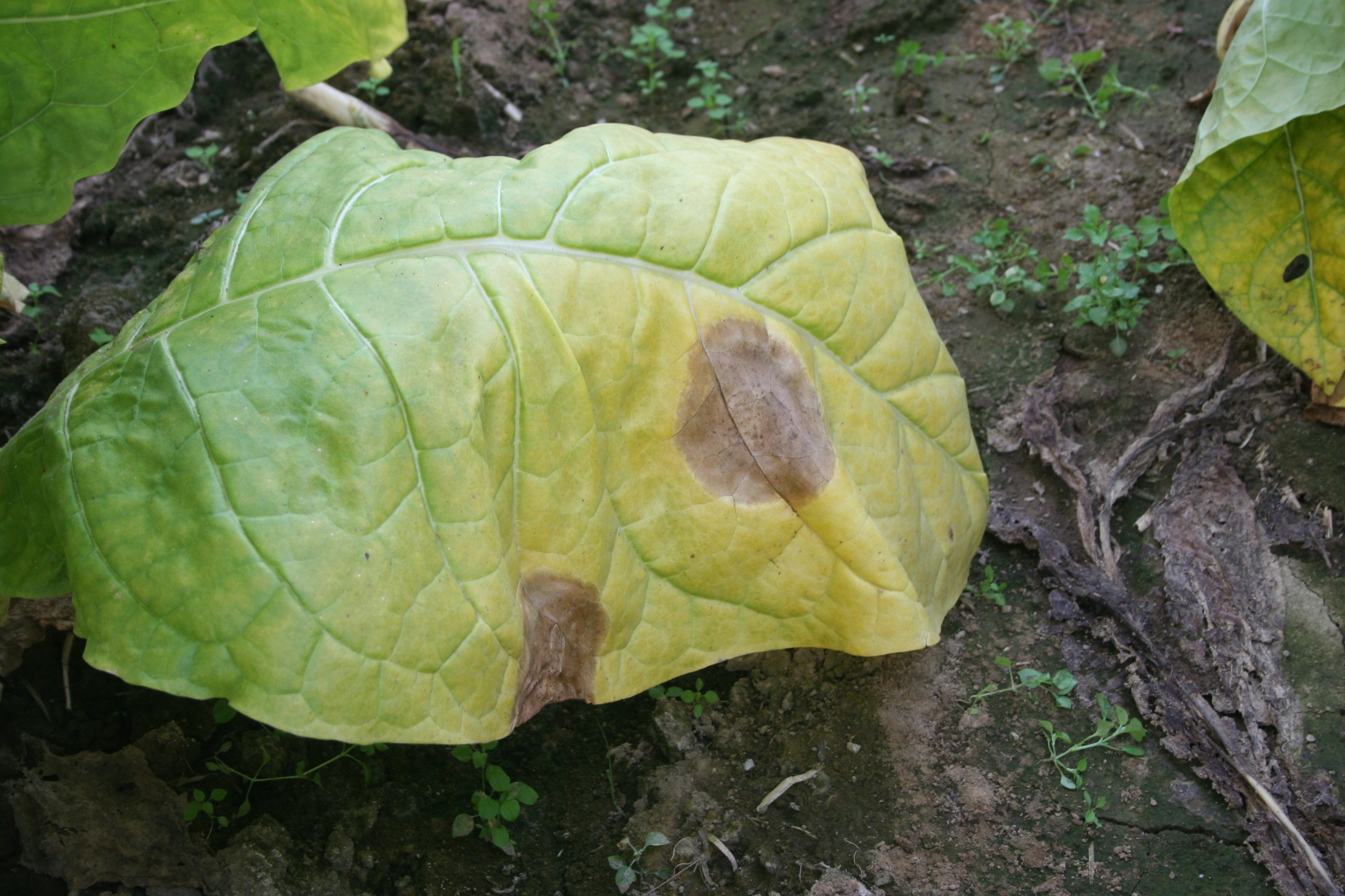 Leaves turn yellow as a result of infections from the black shank pathogen. (Photo: Kenneth Seebold, UK)