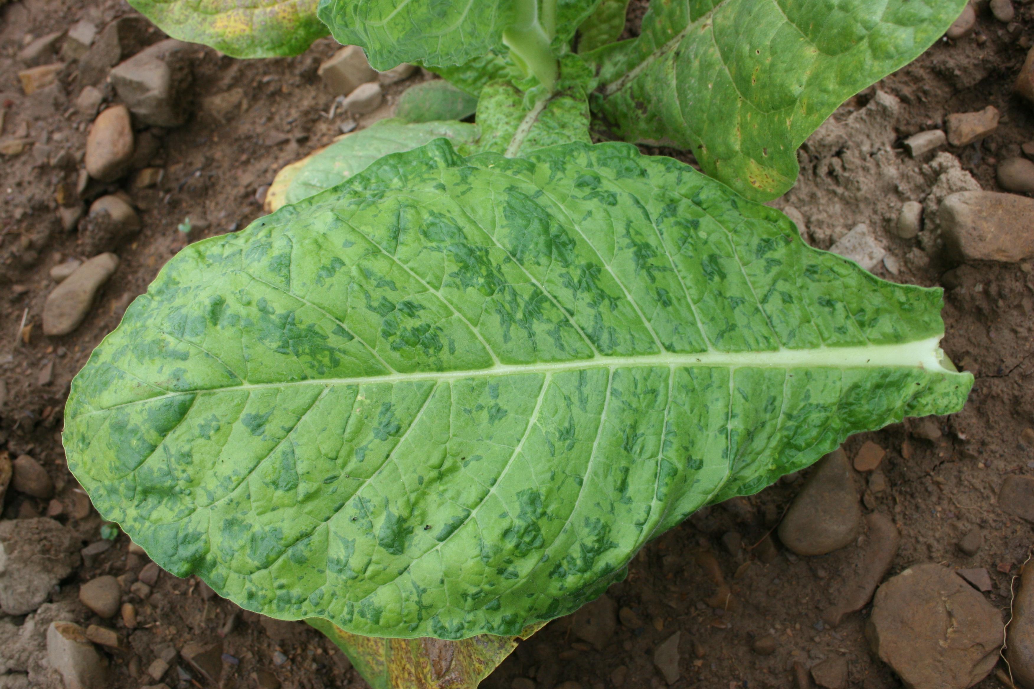 Tobacco mosaic virus (TMV), once a serious disease of burley, rarely occurs in fields now since many varieties have excellent resistance.  The most notable symptom of this disease is the mosaic of dark and light green areas on foliage.  TMV is easily transmitted from plant to plant by mechanical means (e.g., worker's hands, cultivation, etc.) (Photo: Kenneth Seebold)