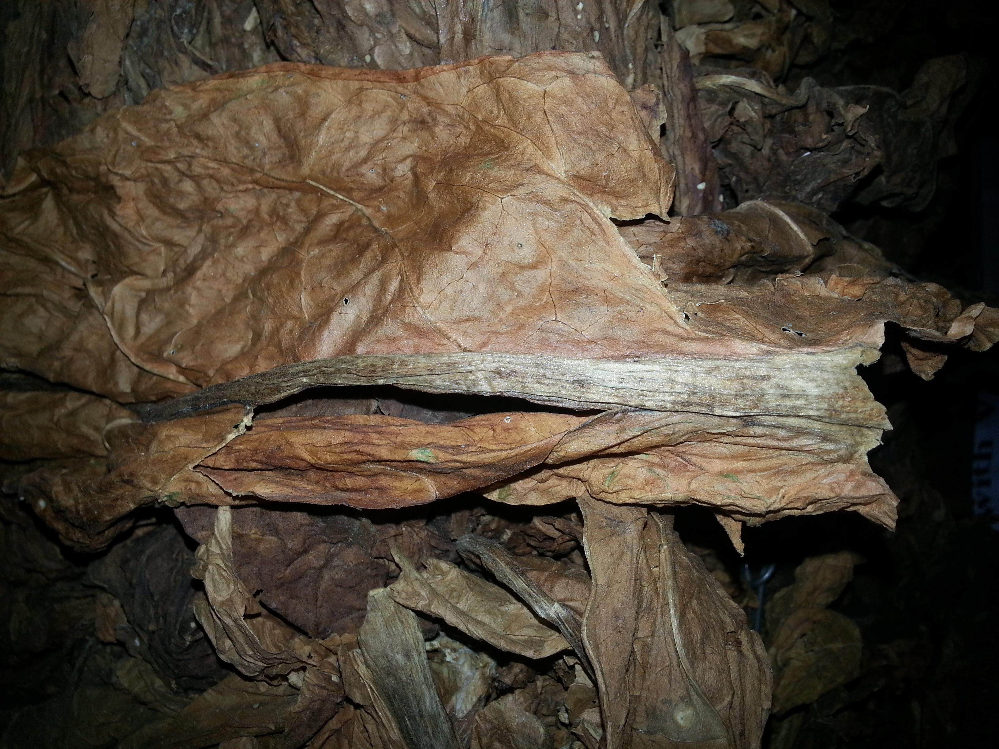 Fat Sten on Cured Burley Tobacco Leaf 
