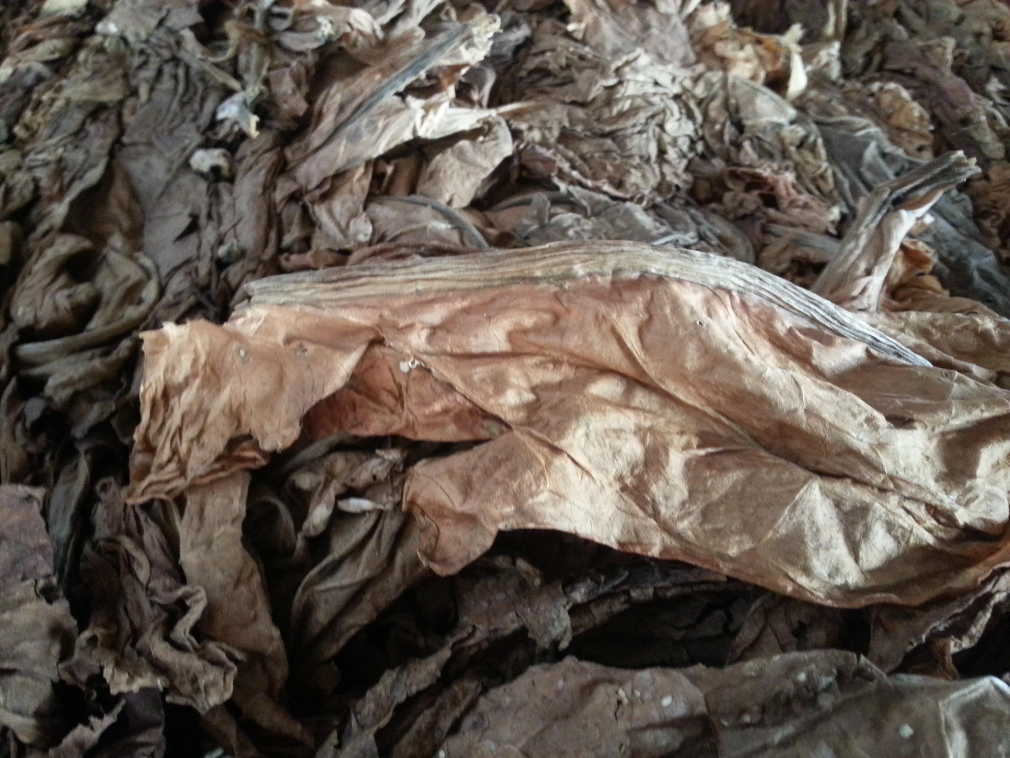 Fat Stem on Cured Burley Tobacco Leaf