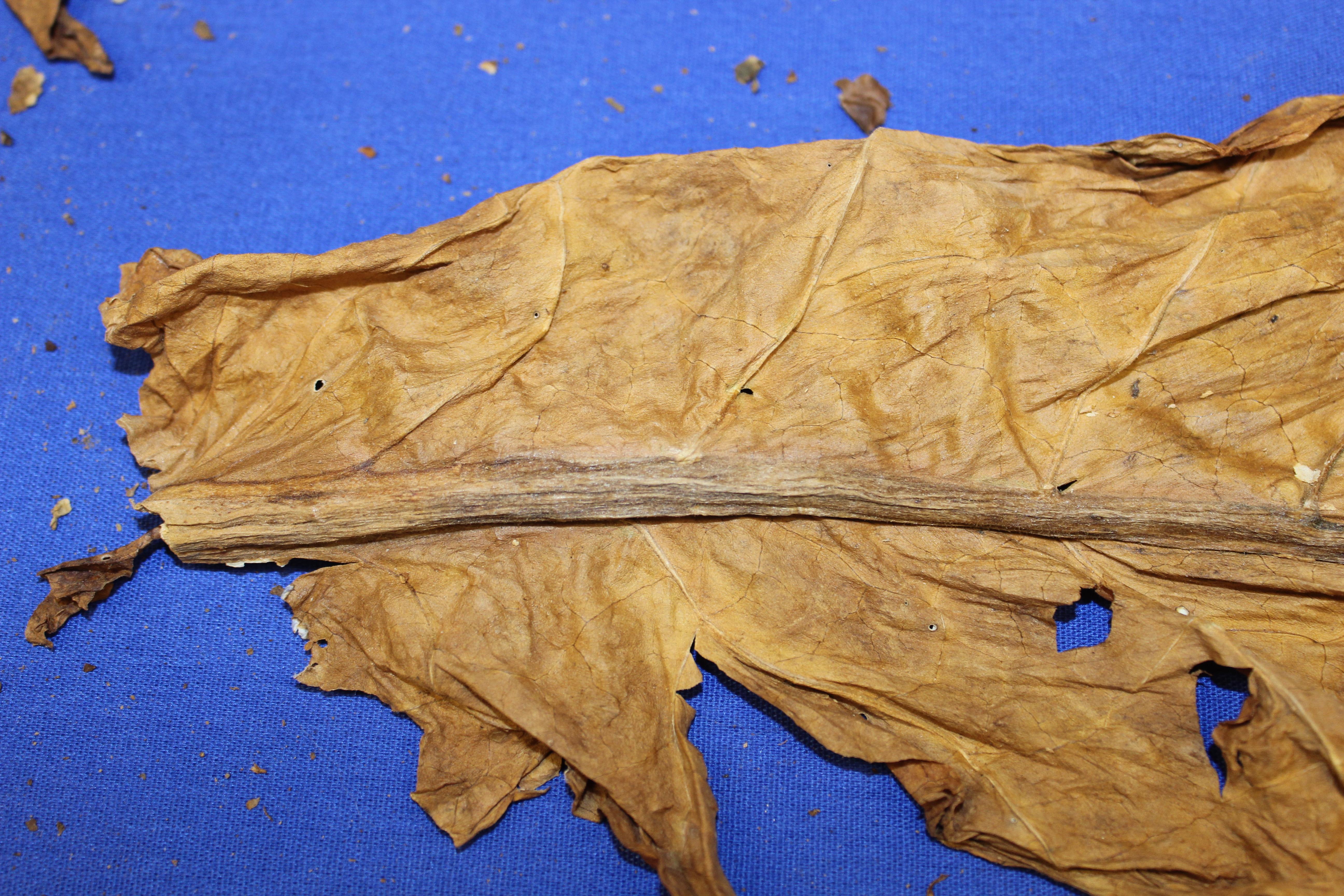 Fat Stem on Cured Burley Tobacco Leaf