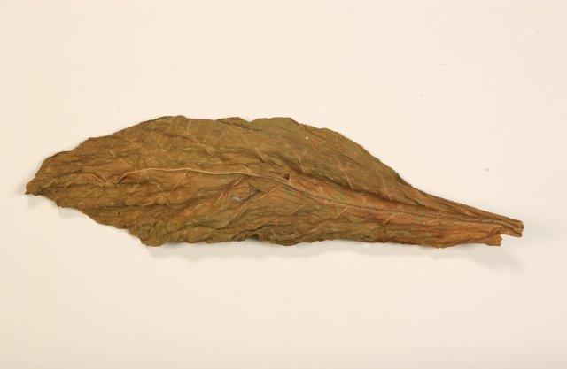 Green cured leaf