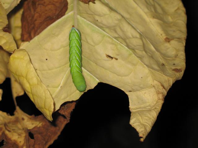 download tobacco hornworm