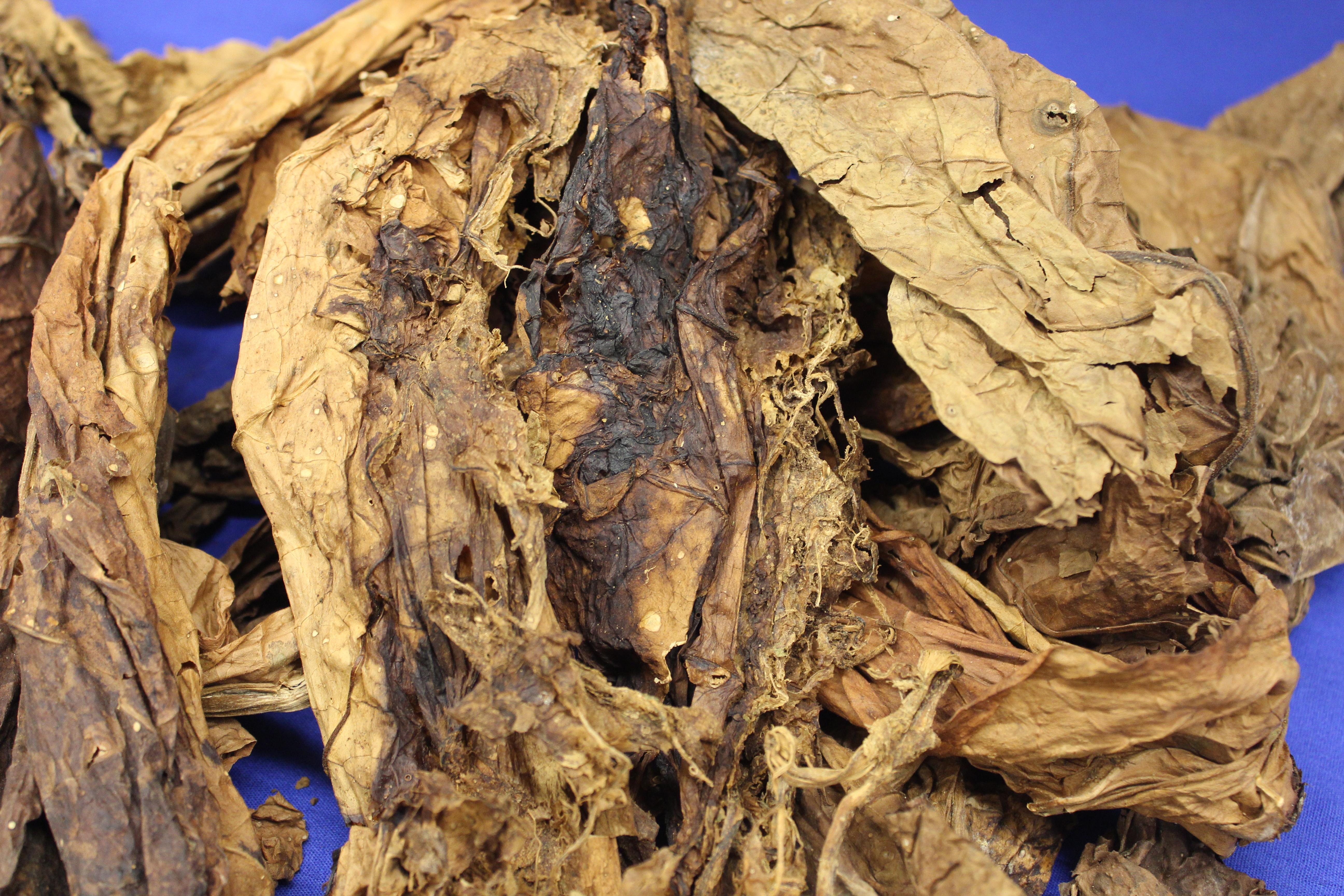 Burley Tobacco with Barn Rot