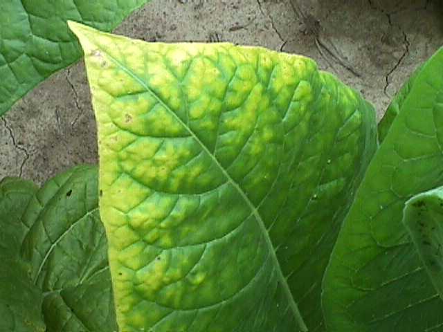 Potassium defciency on burley tobacco