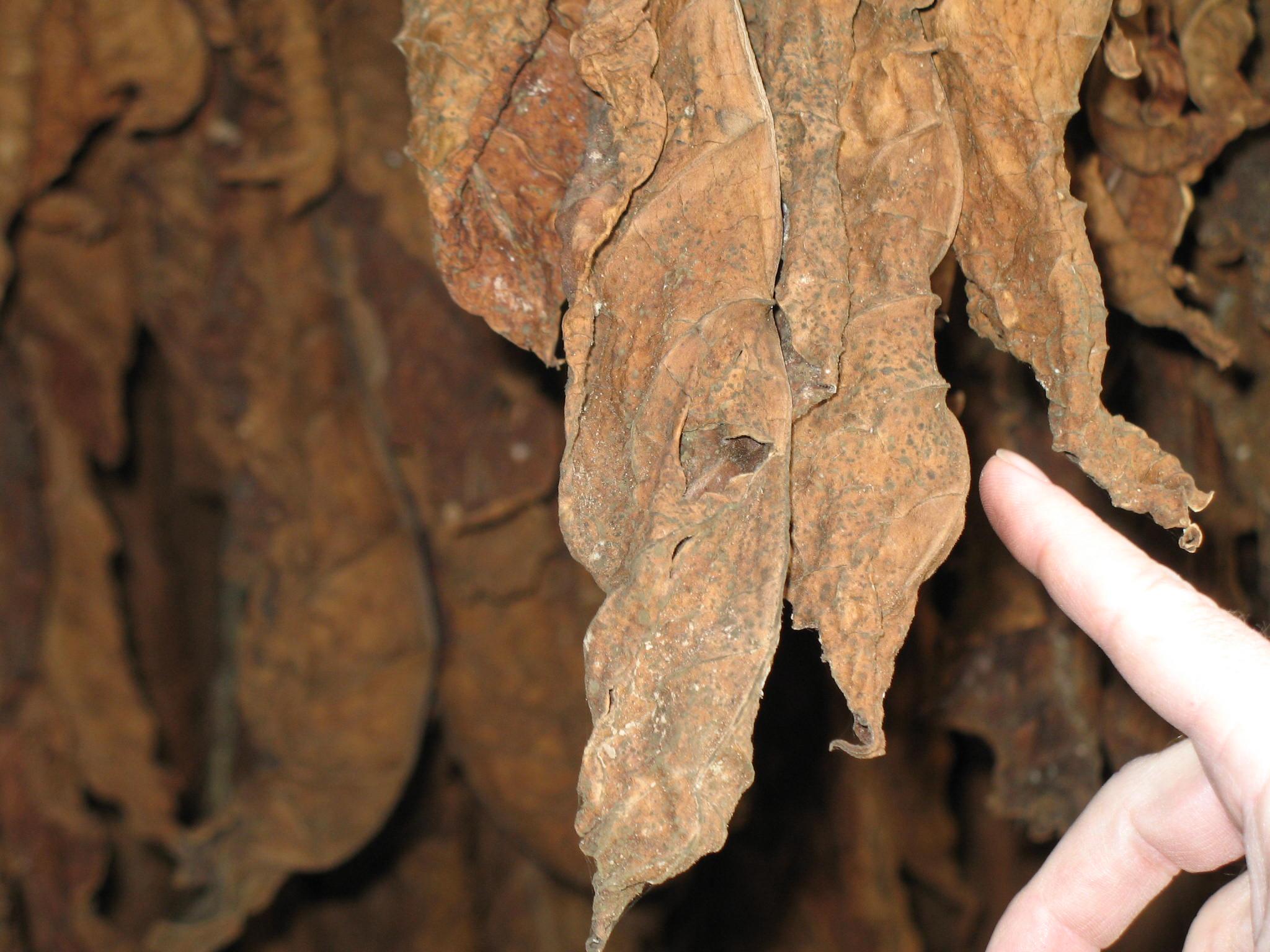 mold on cured burley leaf 