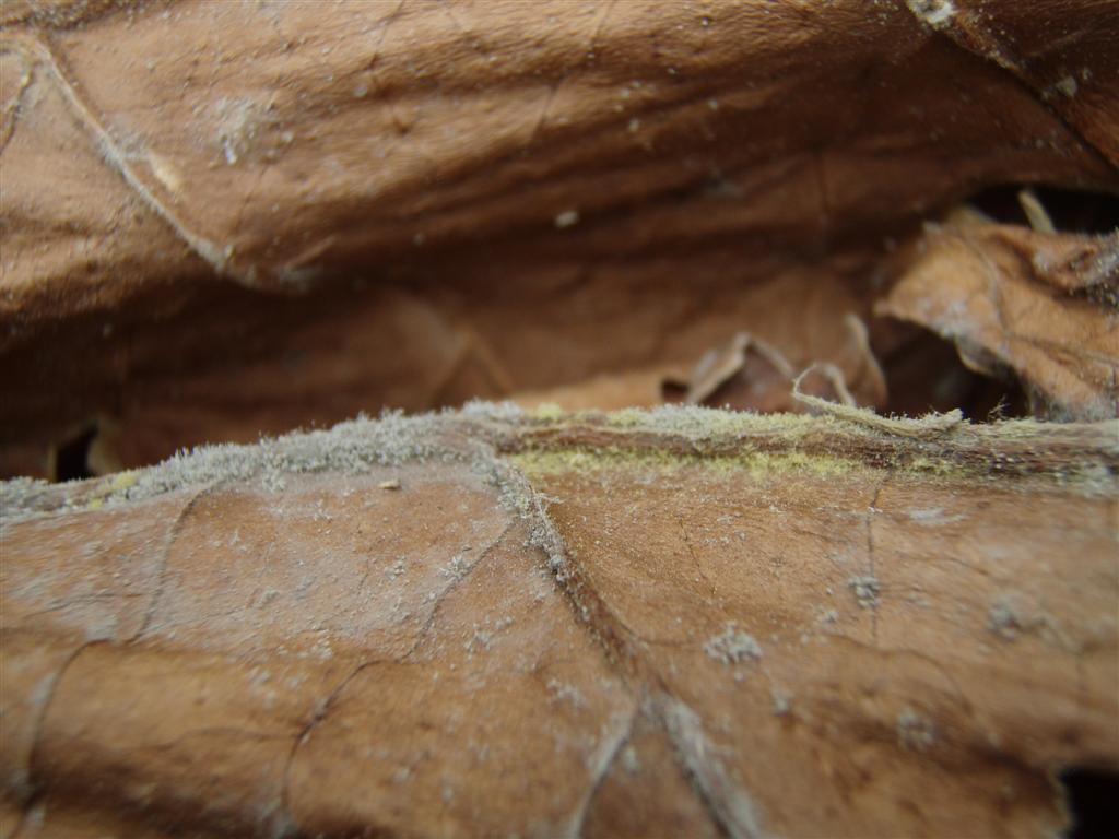 mold on cured burley leaf
