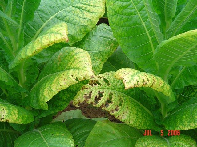 Severe potassium deficiency on burley tobacco 