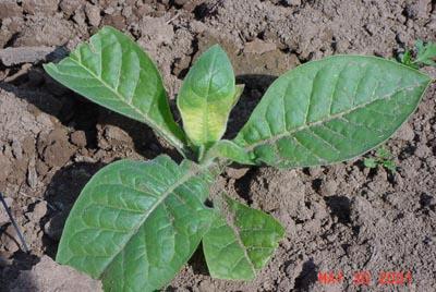 tobacco plant with weather stress