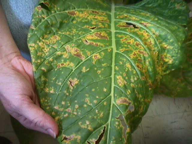 Angular leaf spot is a bacterial disease. Heavy rains can drive the pathogen into leaves and cause significant problems in some fields. Spots appear angular when limited by leaf veins.