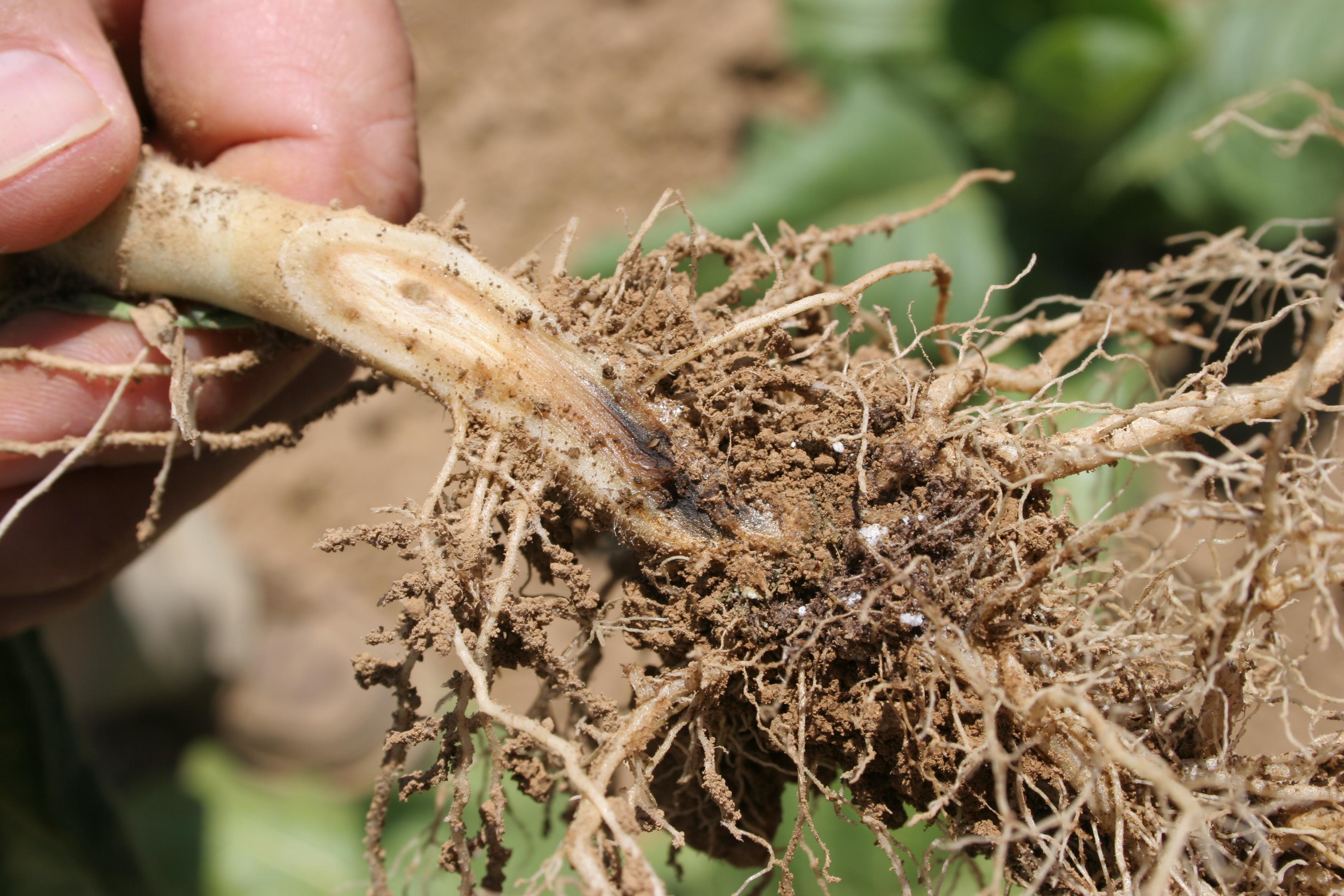 The foliar symptoms (wilt, yellowing, and plant death) observed in the field occur as the result of root and lower shank (stem) damage, which impedes water and nutrient uptake.  Note the black discoloration of the main root in this photo. (Photo: Kenneth Seebold, UK)