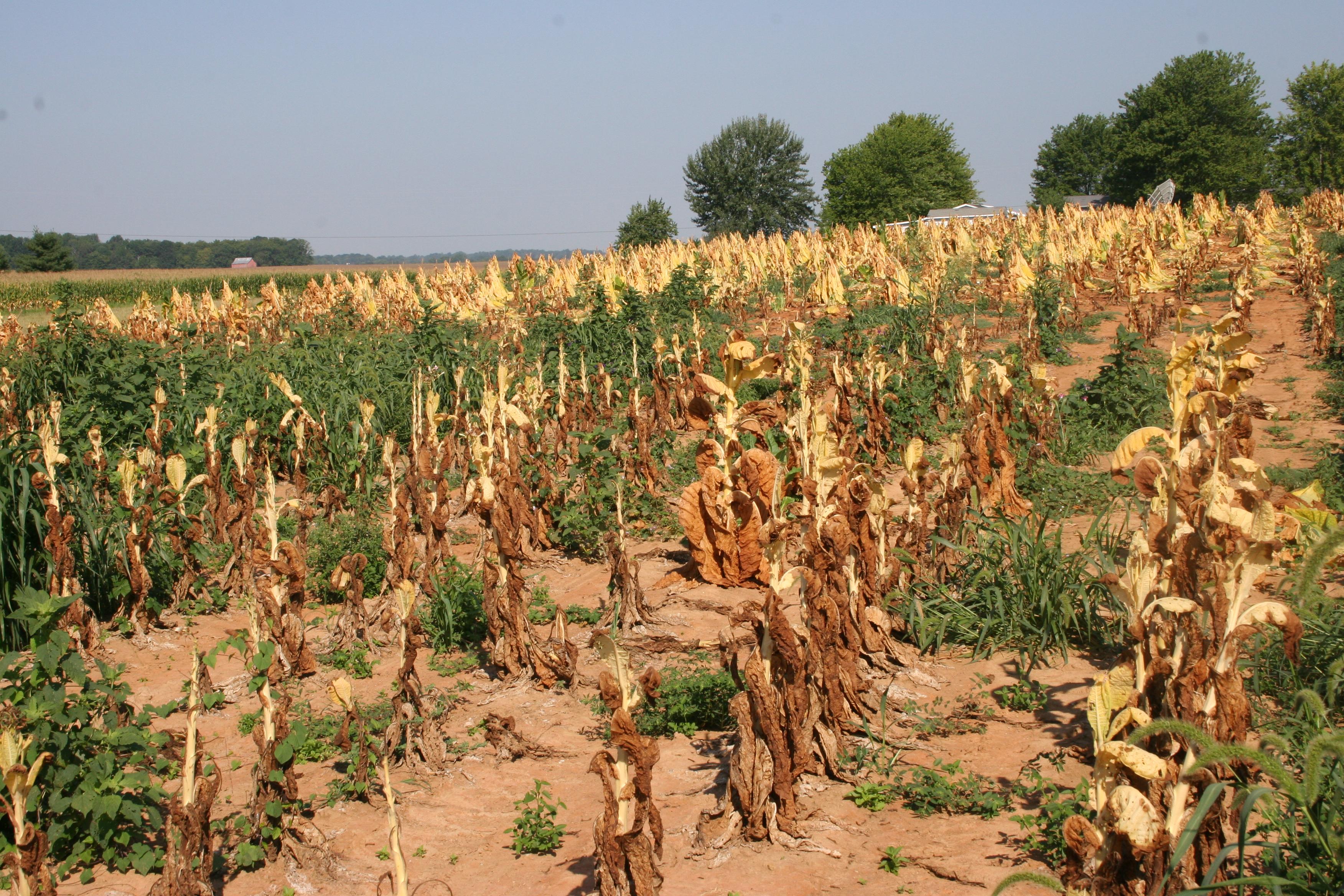 Black shank can cause severe damage in burley tobacco fields. (Photo: Kenneth Seebold, UK)