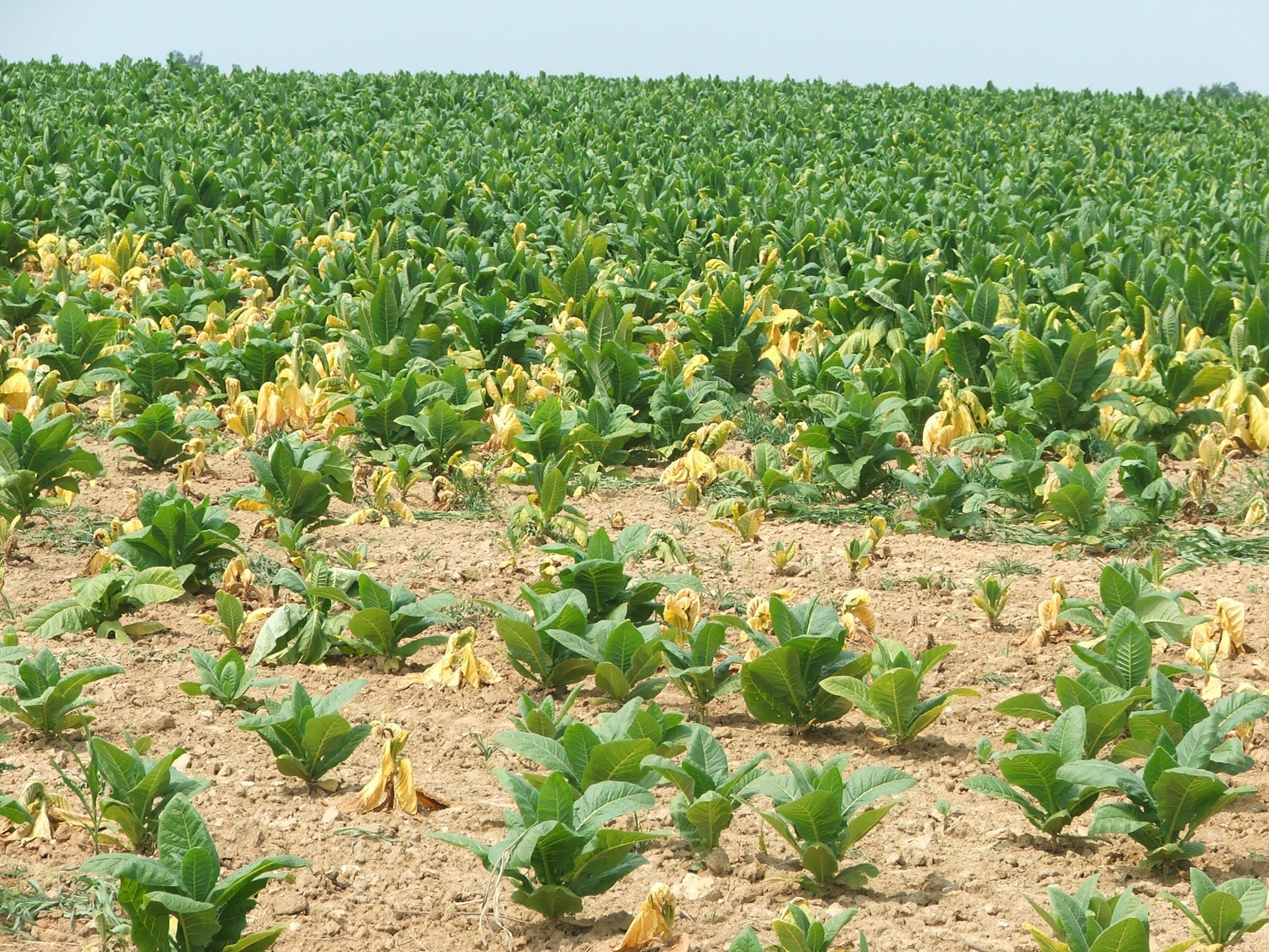 Tobacco plants affected by black shank may be scattered through portions of a field or distributed evenly in low, wet areas of the field. (Photo: Kenneth Seebold, UK)