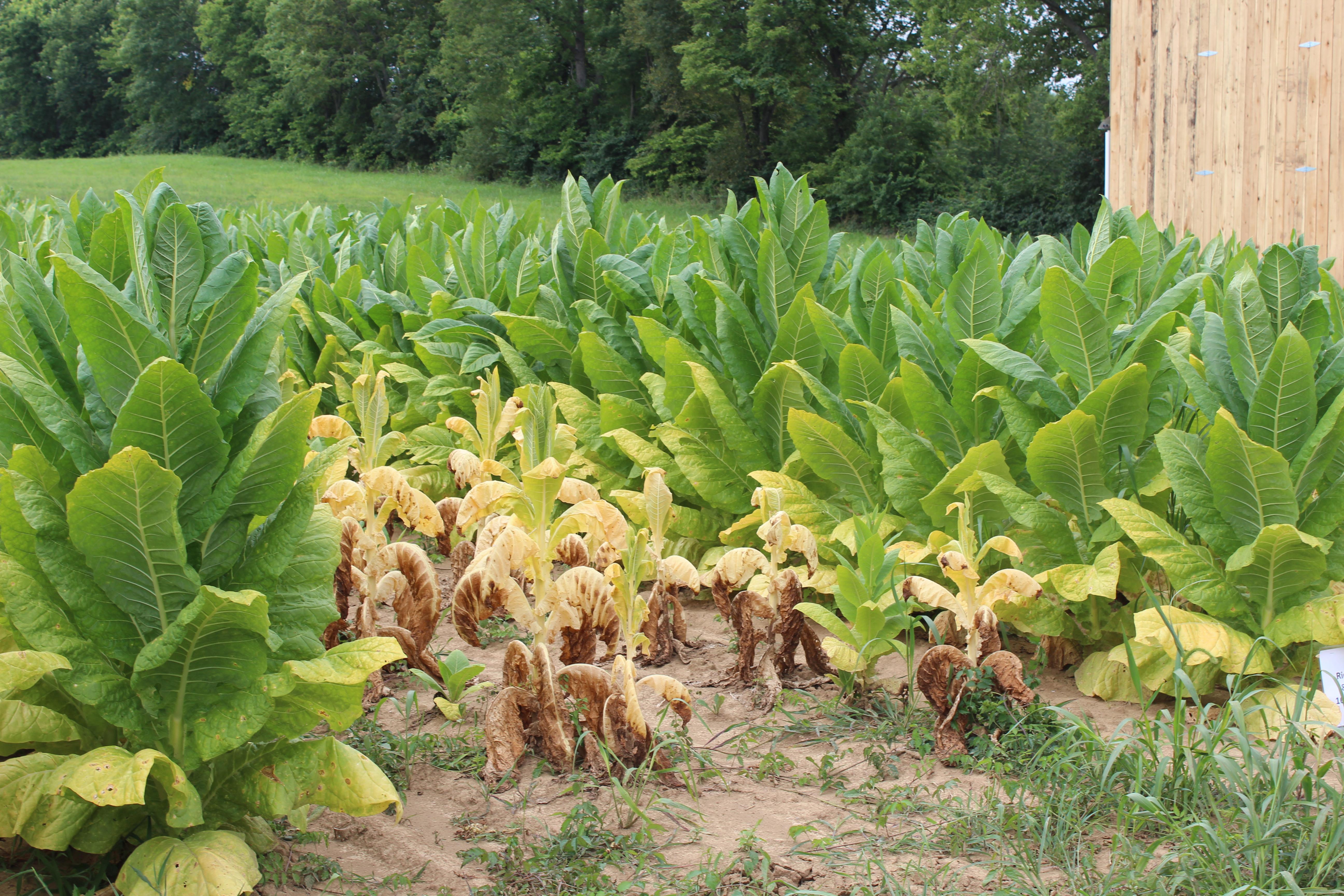 A non-resistant variety burley tobacco variety, shown in the middle two rows, is surrounded by resistant varieties.  Black shank occurs in two "races" and varieties differ in their resistance level to each race, so careful consideration is important in variety selection.  Information on disease resistance in burley and dark tobacco can be found in the Burley and Dark Tobacco Production Guide (ID-160)