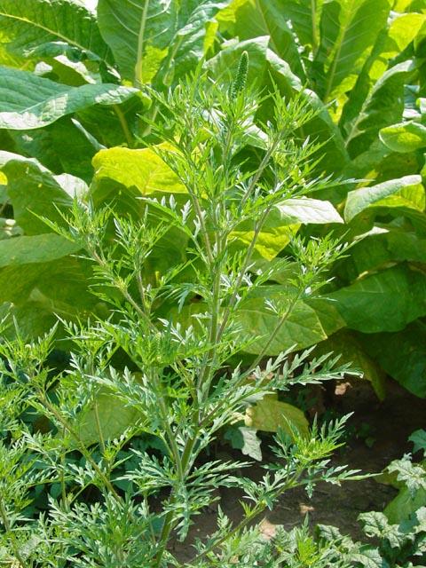 Common ragweed can be a troublesome problem in some tobacco fields. 
