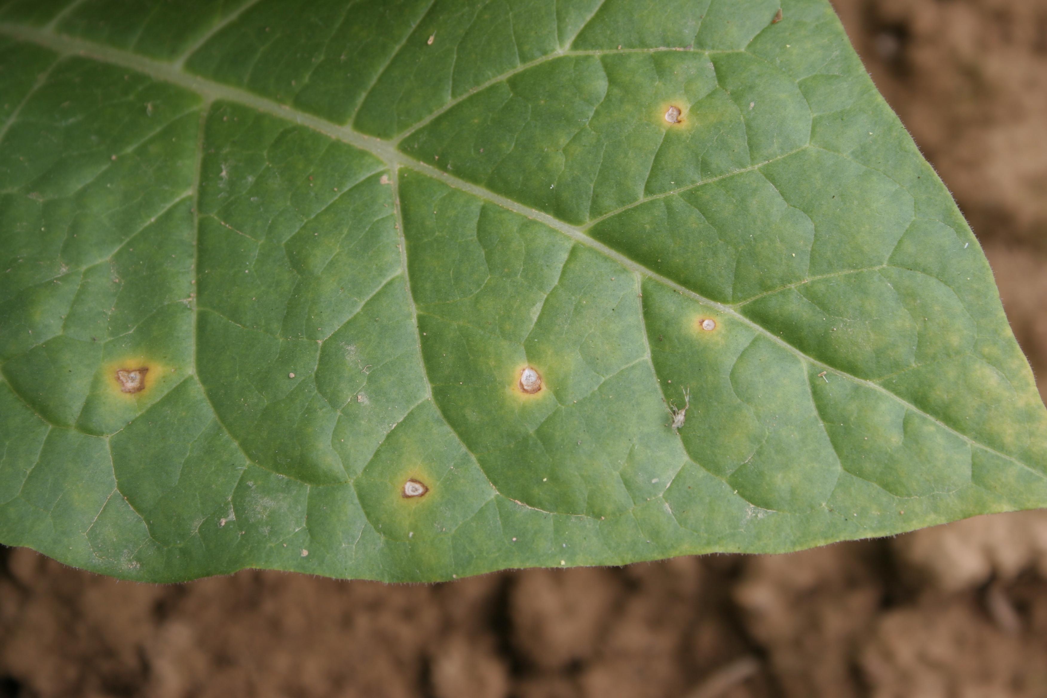 Frogeye leaf spot is a fungal disease that may occur in plant beds or fields.  Spots are typically roughly circular with tan centers and reddish-brown borders. (Photo: Kenneth Seebold, UK)