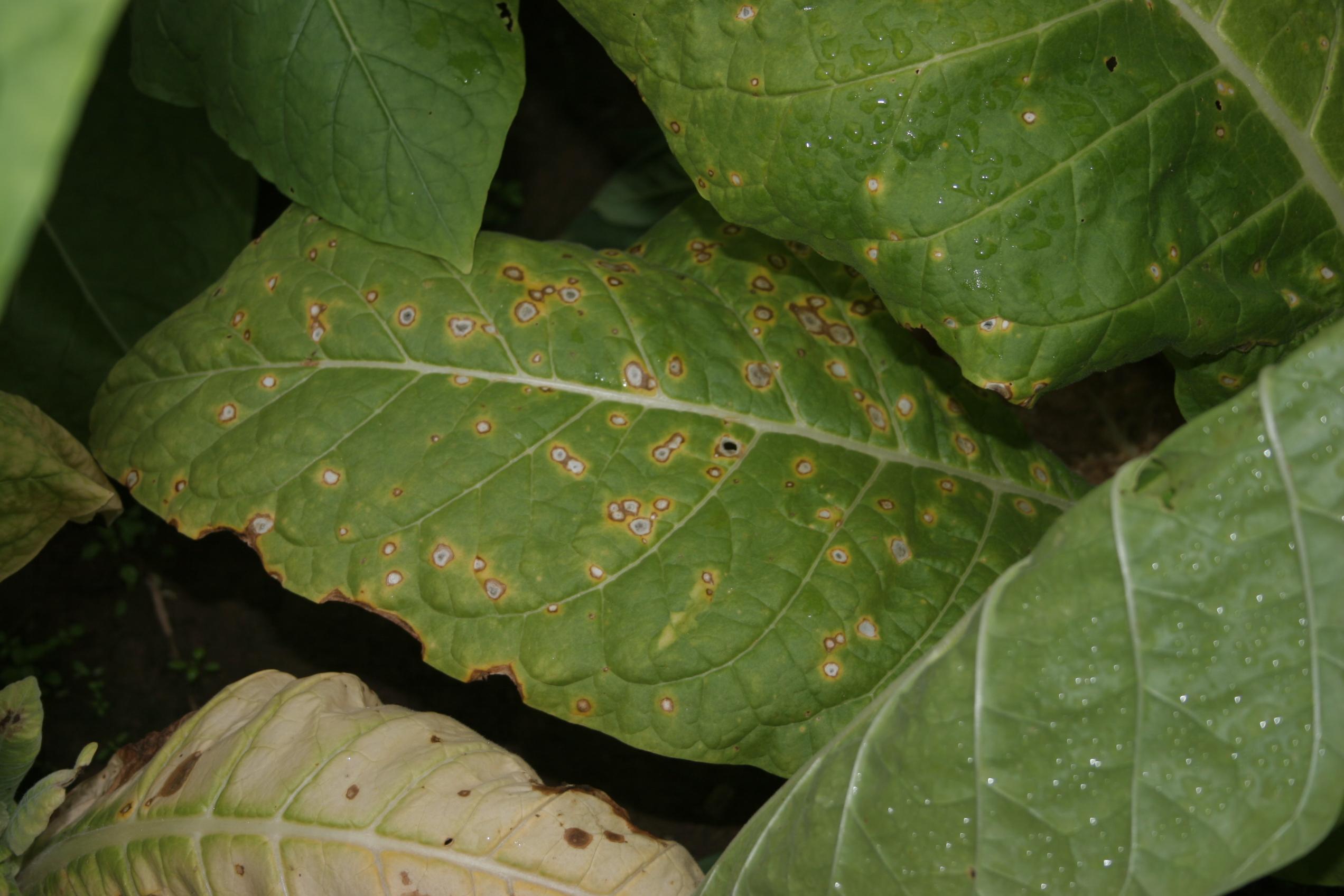 Frogeye usually first appears on lower leaves, moving up as the season progresses.  If tobacco is cut shortly after initial infections, the spots may cure green. (Photo: Kenneth Seebold, UK)