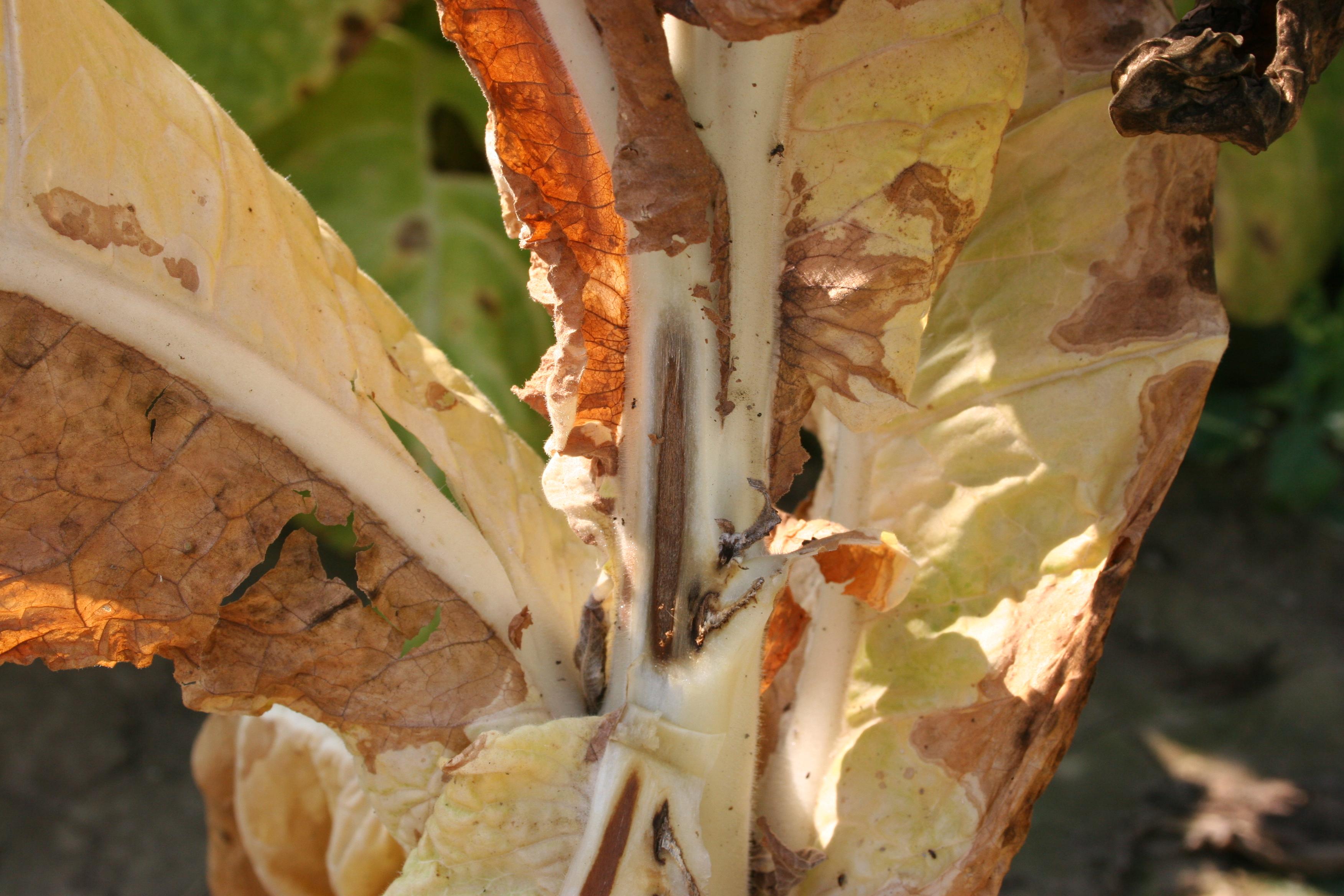 Cutting through the stalk of a tobacco plant with Fusarium wilt will reveal a dark discoloration of the vascular tissue. (Photo: Kenneth Seebold, UK)