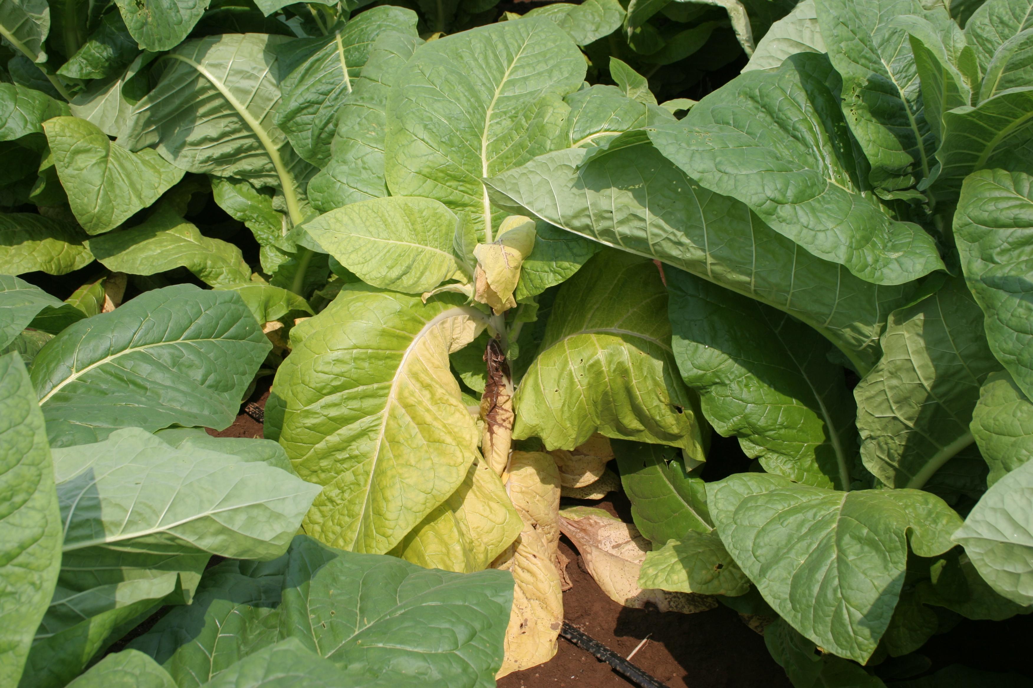Fusarium wilt is caused by a soil-borne fungus that can persist in fields for many years.  Symptoms include wilting, yellowing, and leaf distortion.  Single plants or clusters of plants may show symptoms. (Photo: Kenneth Seebold, UK)