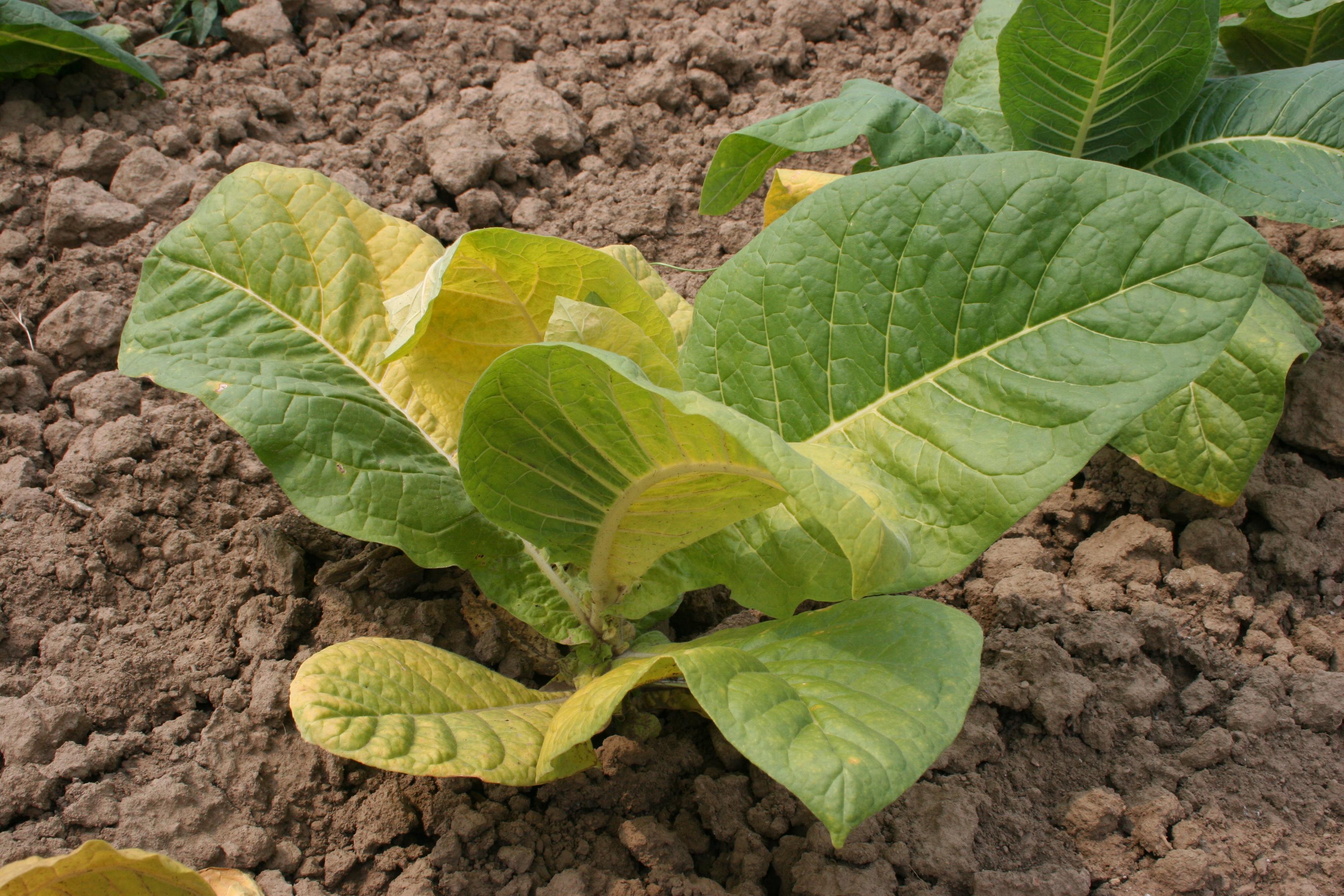 Fusarium wilt generally affects one side of a tobacco plant.  Leaves on the affected side are often curved to one side, with half the leaf yellowed and the other half remaining green. (Photo: Kenneth Seebold, UK)