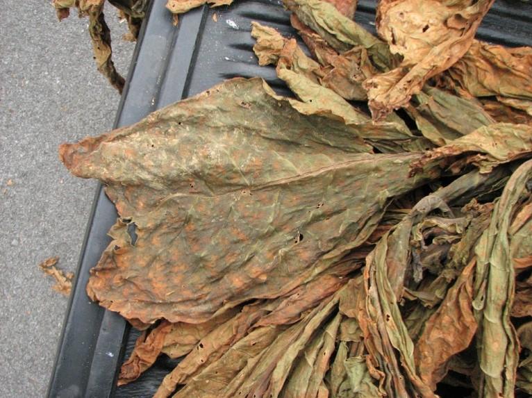 Green Tobacco Leaves