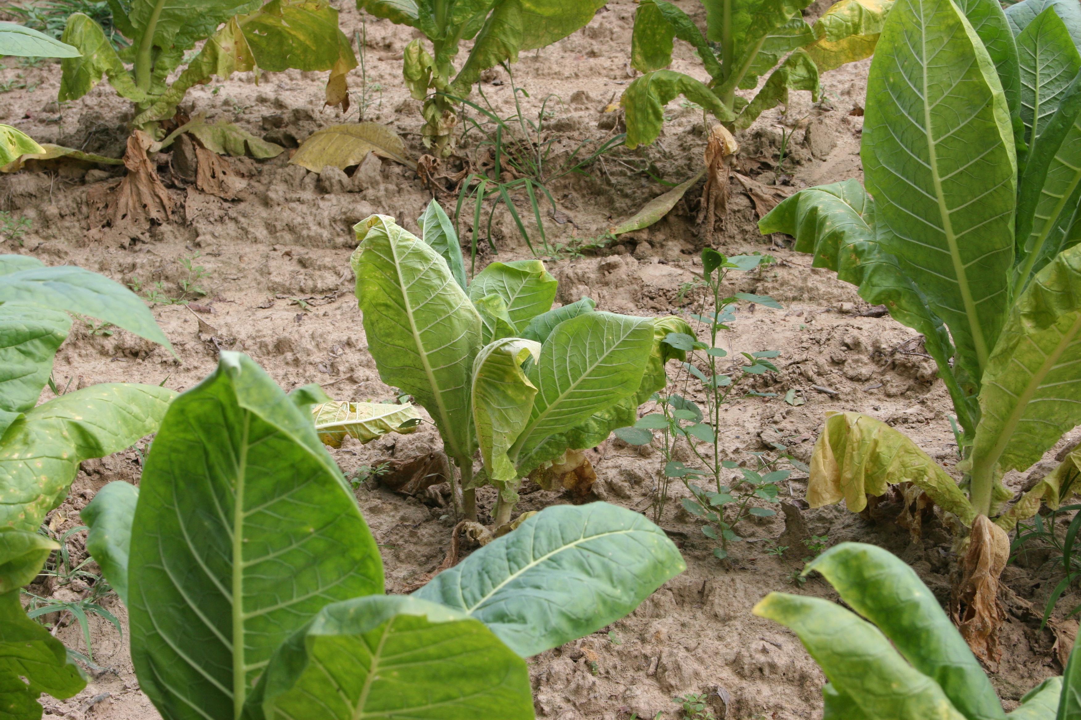 This tobacco plant is stunted due to root knot nematode.  On hot days, infected plants wilt more readily than healthy plants.  (Photo: Kenneth Seebold, UK)