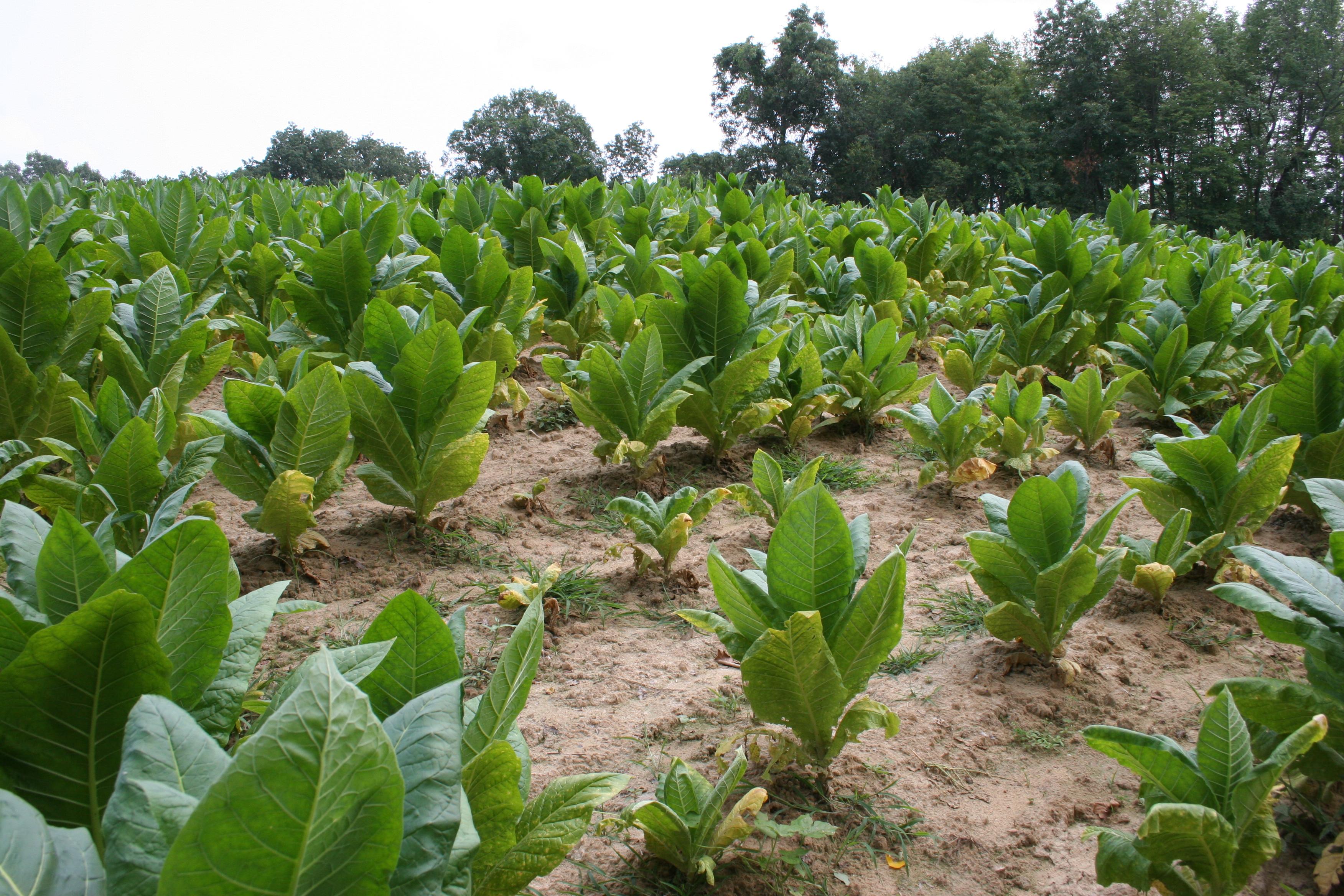 The root knot nematode pathogen is a tiny, microscopic round worm that can infect a wide range of host plants, including tobacco.  Infested fields typically have irregular patches of stunted, yellowed plants. Notice the various growth sizes of plants in this image. (Photo: Kenneth Seebold, UK)