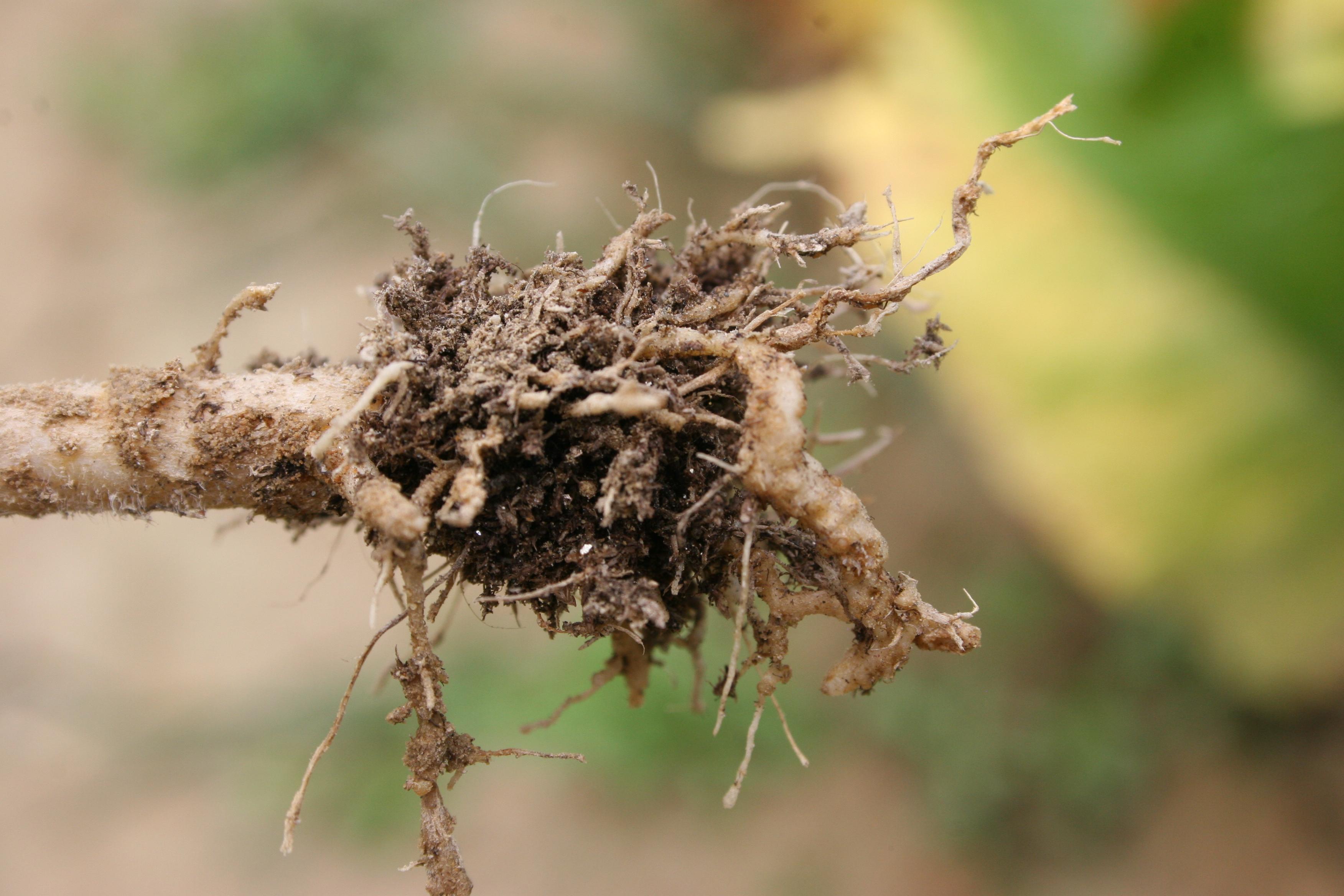 Galls and swellings form on roots infected with root knot nematode.  Roots become dysfunctional, which results in the above ground symptoms of stunting, yellowing, and wilting.  Severely infected plants die.  (Photo: Kenneth Seebold)