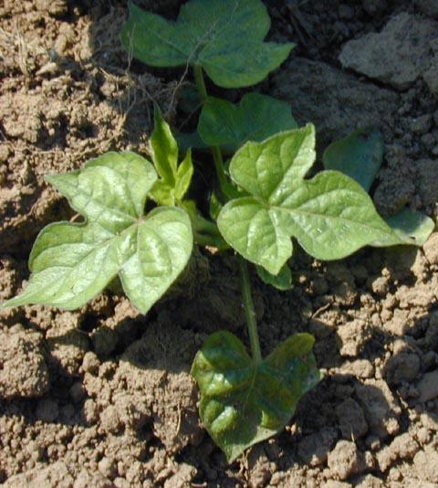There are several species of morning glory that can be found invading tobacco fields.  The one shown here is ivyleaf morning glory.  Morning glory will intertwine and grow up nearby tobacco stalks.  This can cause leaf breakage during cutting.  The vine may stay with the stalk through harvest and curing creating the potential for a higher incidence of non-tobacco-related-material (NTRM) in the cured leaf.  