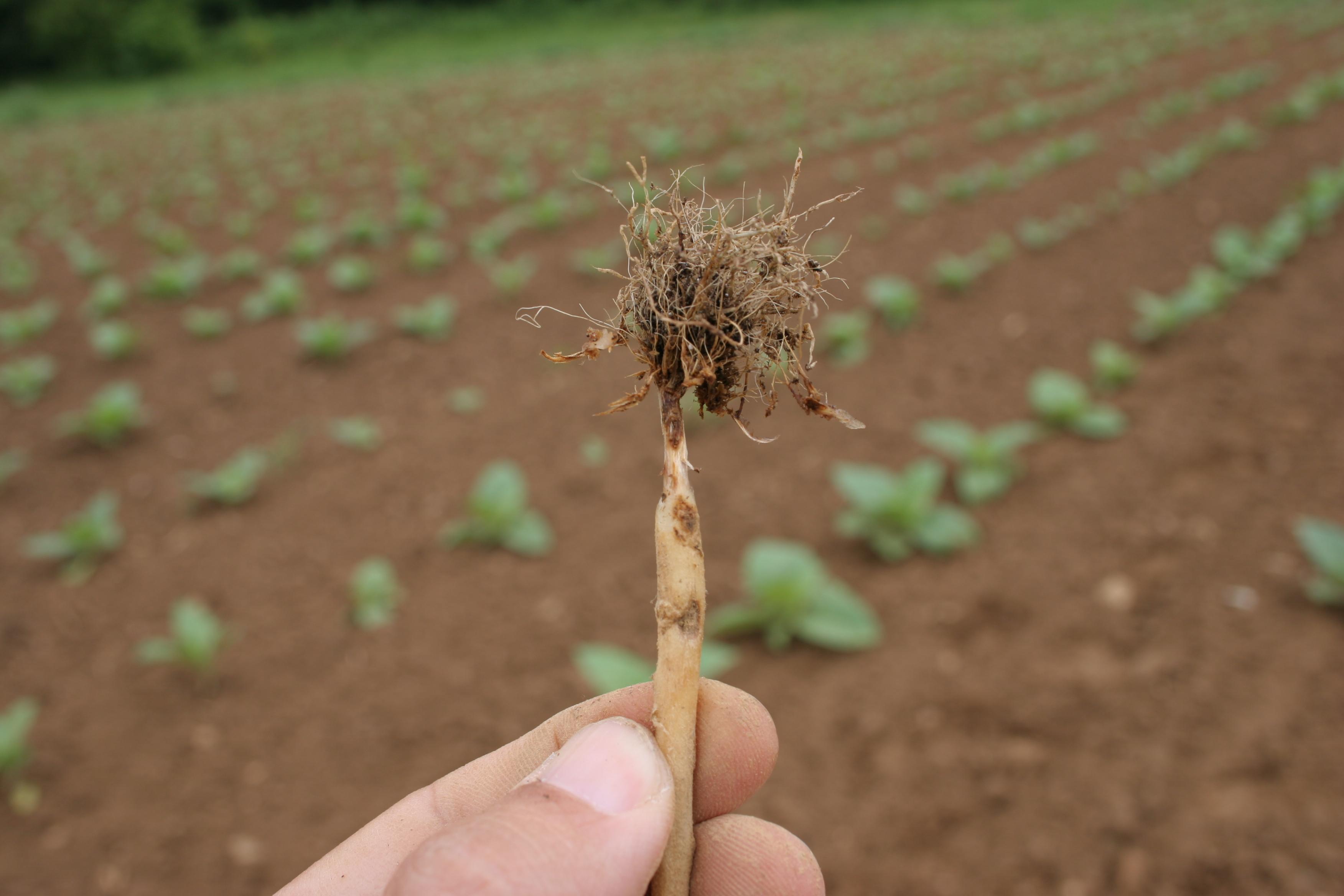 Sore shin is caused by a soil-borne fungus.  This disease may appear on transplants or in field tobacco at any growth stage. Brown to reddish-brown sunken lesions develop on the lower stem at or below the soil line. Depending on the severity of the disease, plants may continue to grow, but become yellow and stunted.  In more serious cases, plants may decline and die, leaving skips in the field.  (Photo: Kenneth Seebold, UK)
