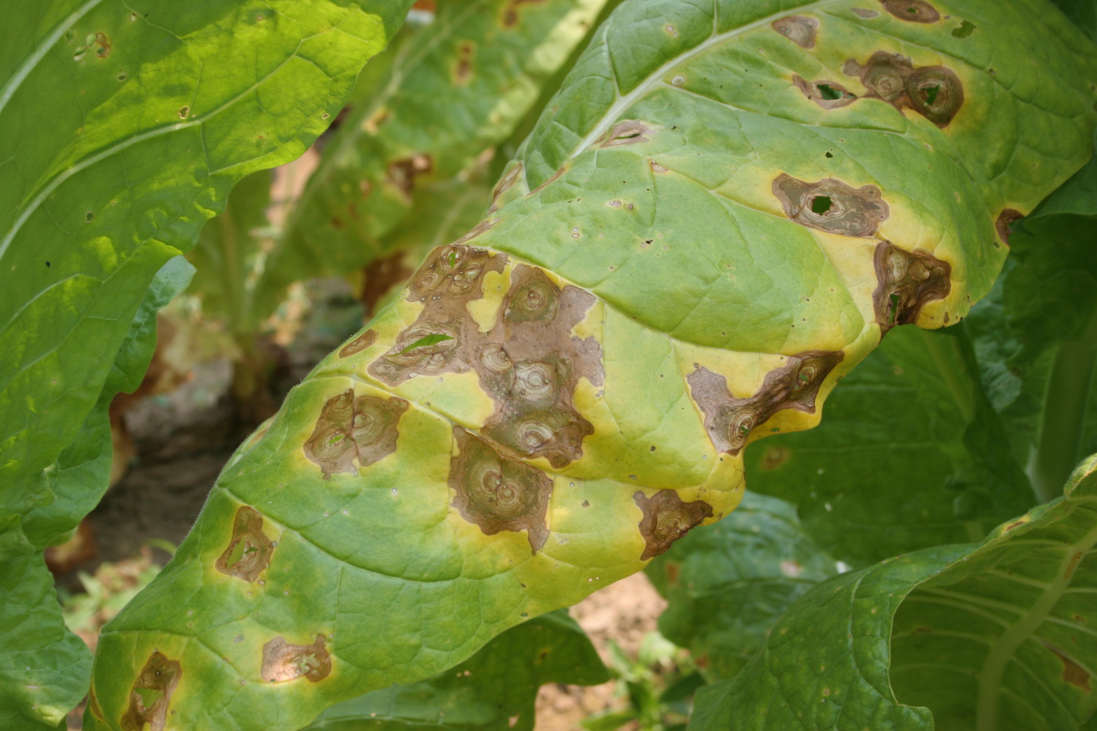 Target spot is caused by the sexual stage of the soil-borne fungus, Rhizoctonia solani.  This pathogen produces large target-like spots that have concentric circles.  (Photo: Kenneth Seebold, UK)