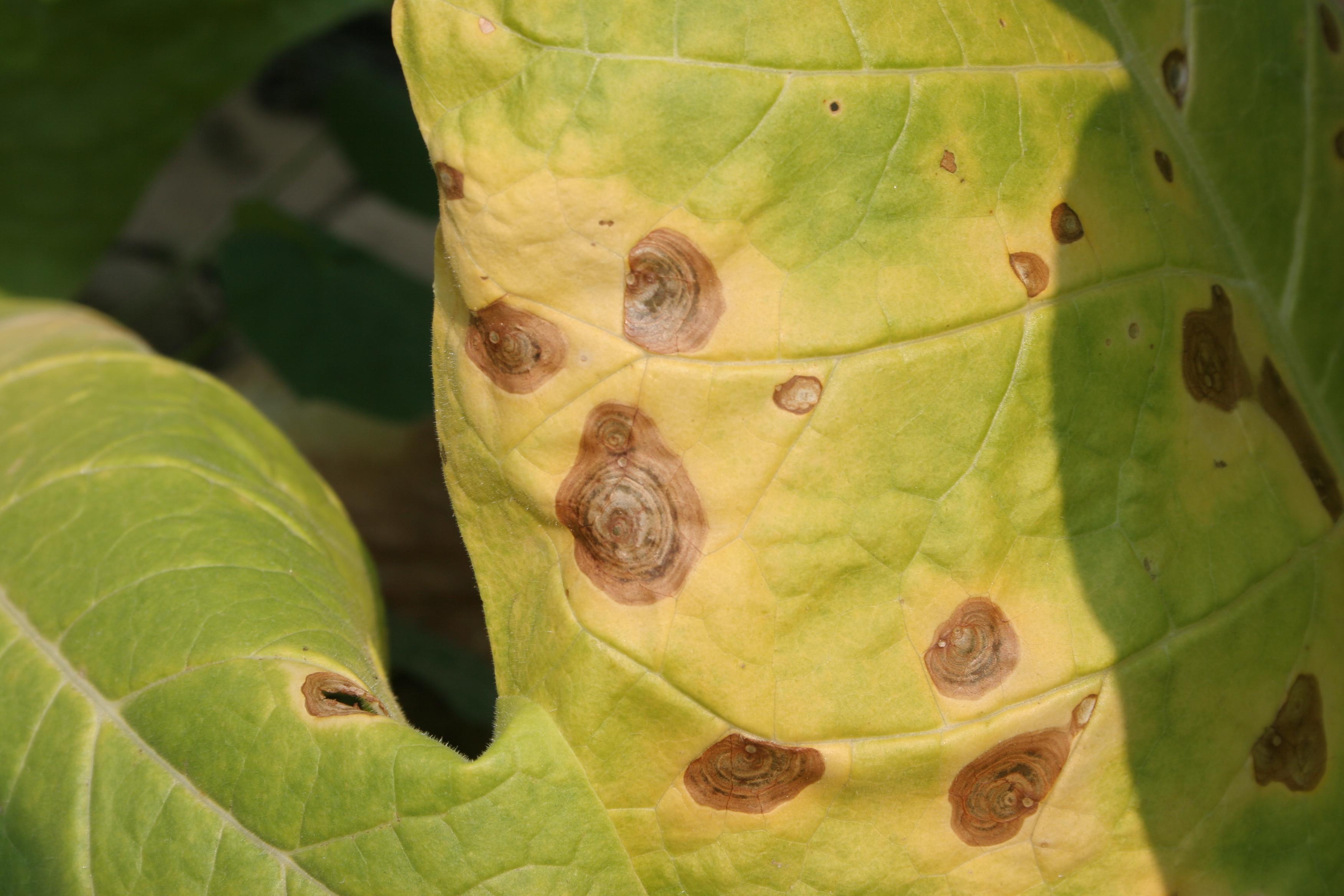Tobacco leaf tissue become chlorotic (yellow) around target spot lesions. (Photo: (Kenneth Seebold, UK)