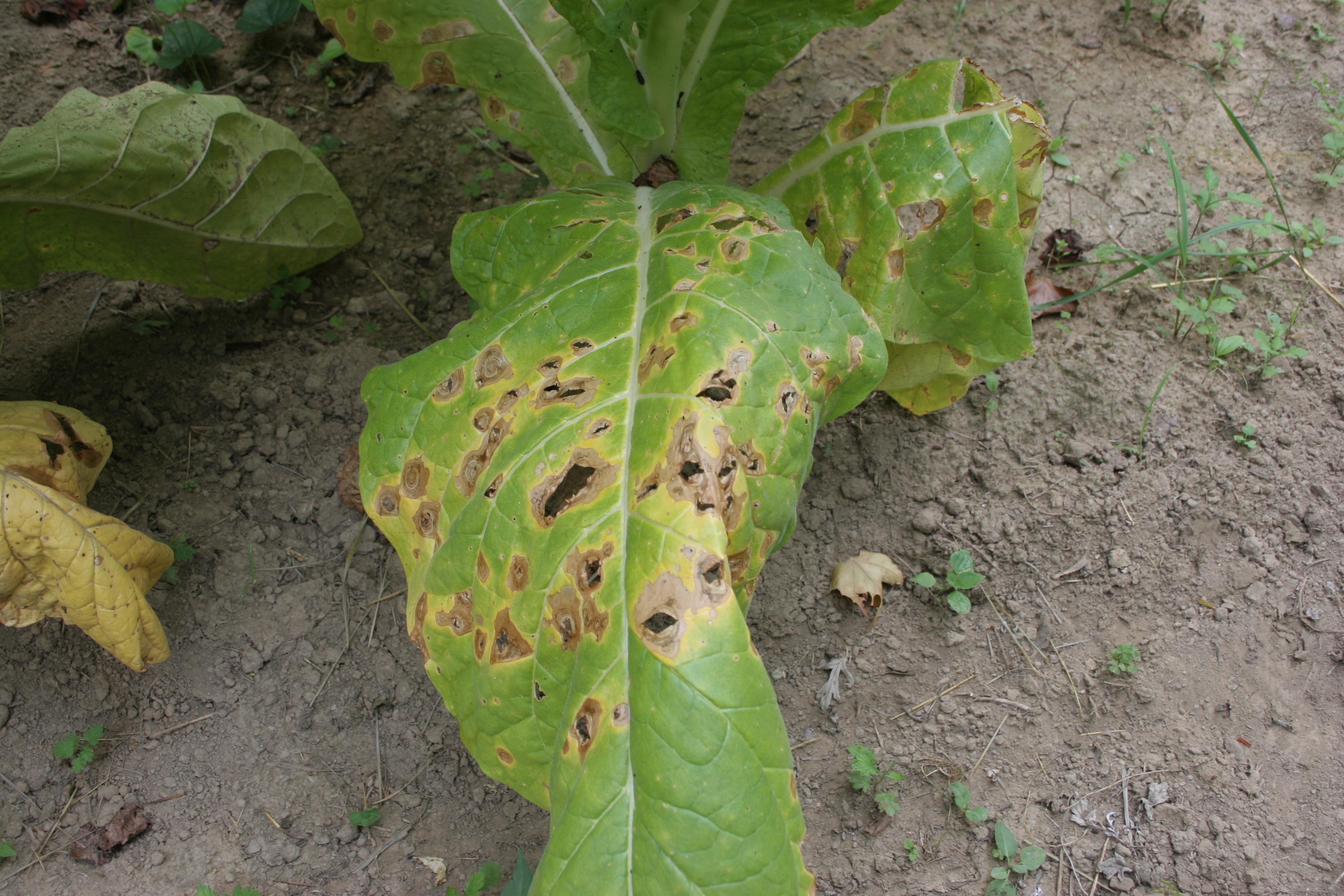 Target spot initially develops on lower leaves. (Photo: Kenneth Seebold, UK)