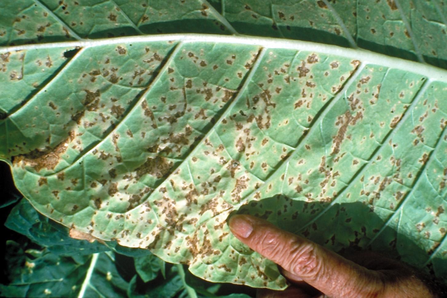 The underside of a burley tobacco leaf showing angular leaf spot lesions. (Photo: Joe Smiley, UK)