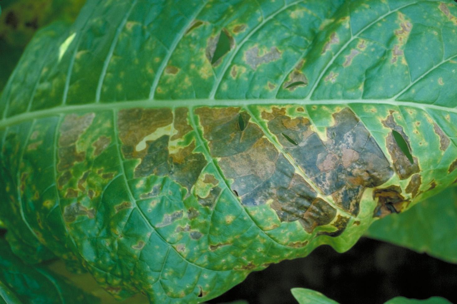 Angular leaf spot lesions continue to expand under favorable conditions, but will generally be limited by the larger leaf veins. When abundant, bacteria may "ooze" from infection sites so that lesions appear shiny or wet. (Photo: William Nesmith, UK)
