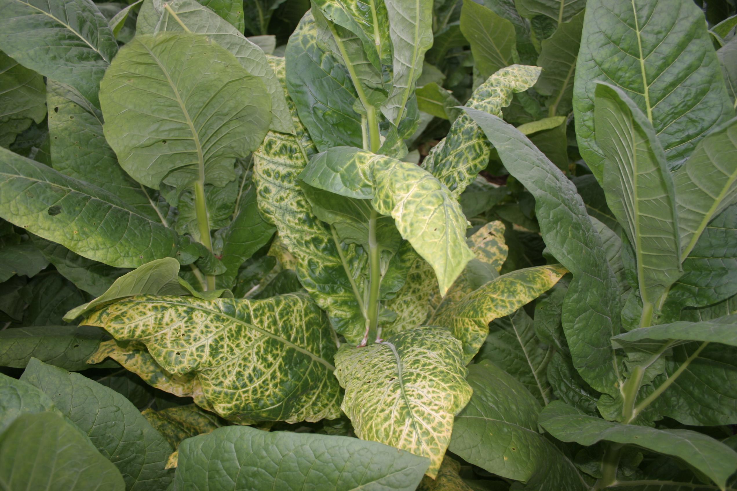 Alfalfa mosaic virus symtoms can include bright yellowing along leaf veins, broad rings, and mosaic patterns. This virus is transmitted by several aphid species.  Some varieties of tobacco are more susceptible than others. (Photo: Kenneth Seebold, UK)