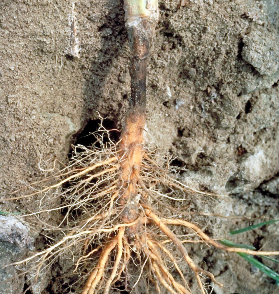 Sore shin lesions may eventually girdle the stem resulting in plant death. This symptom may be confused with black shank; however, sore shin lesions are not as dark as those caused by the black shank pathogen.  (Photo: RJ Reynolds Tobacco Company Slide Set, Bugwood.org)