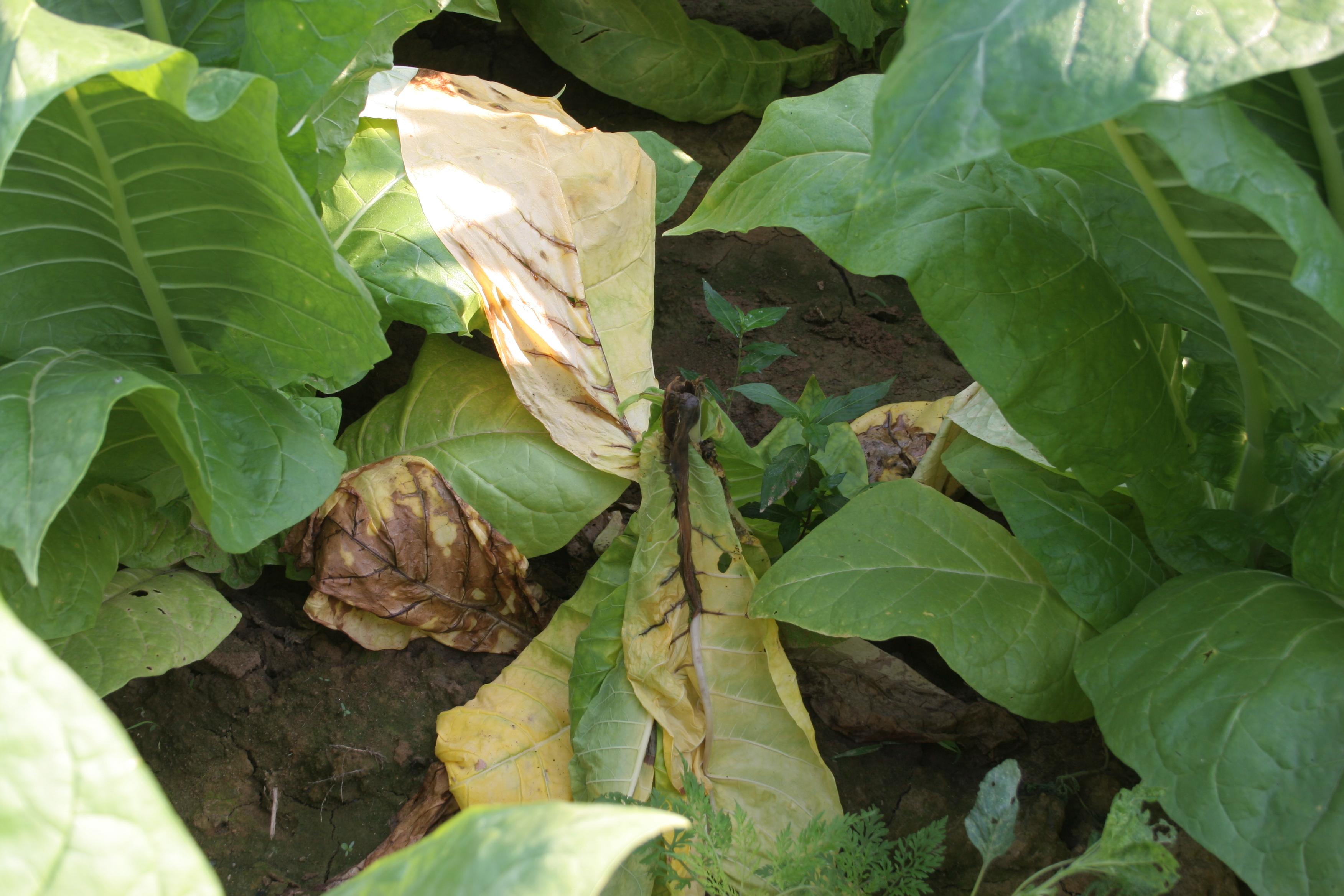 Leaf drop may occur as leaf axils rot from bacterial black stalk. (Photo: Kenneth Seebold, UK)