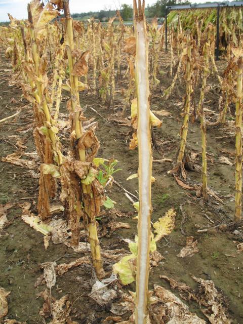 Unlike hollow stalk, the bacterial leaf drop pathogen does not cause decay of the pith within stalks.  Notice how the pith in this stalk is white and viable. (Photo: Robert Pearce, UK)