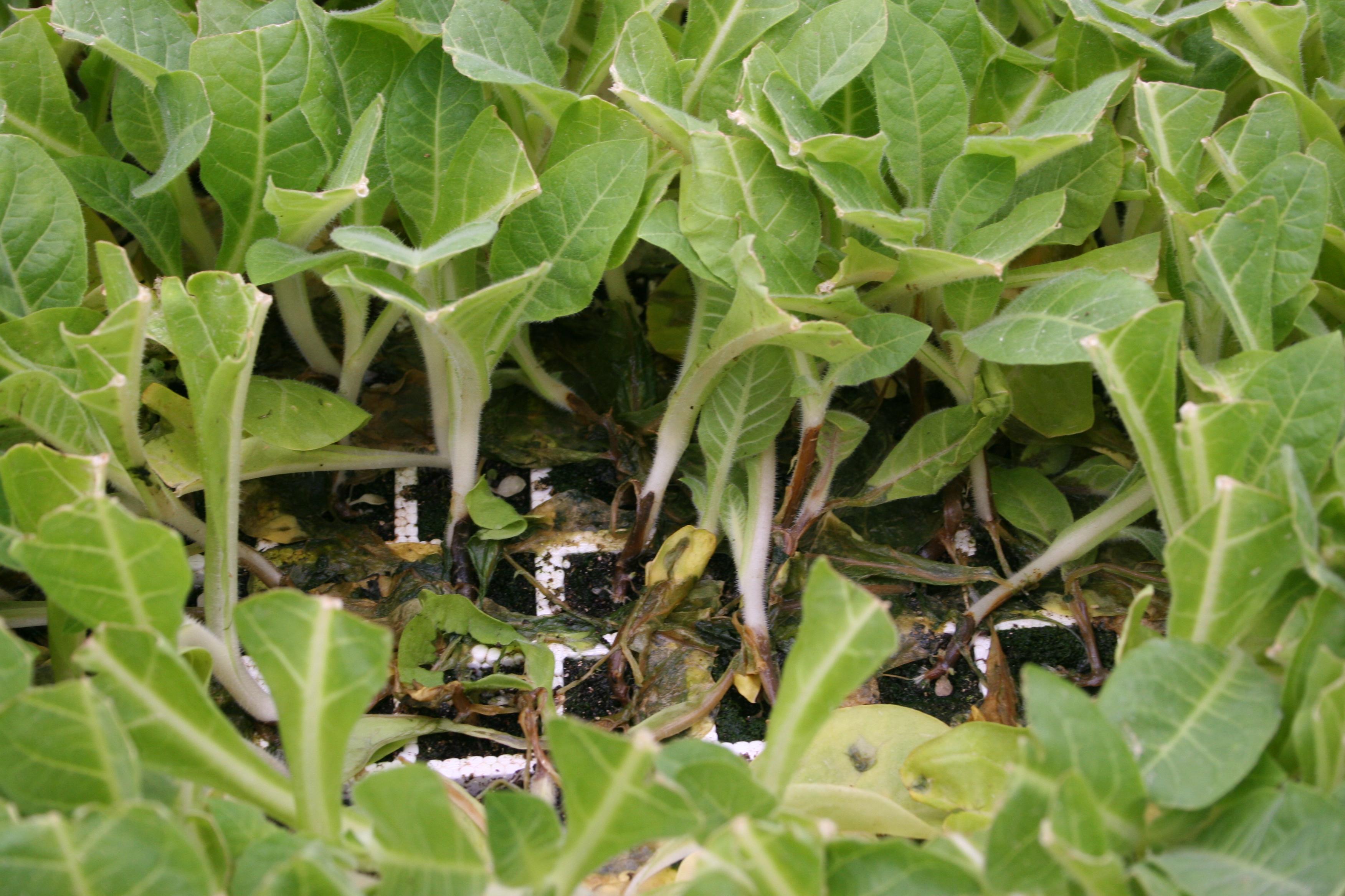 Blackleg bacteria cause a soft rot of lower leaves and leaf material. (Photo: Kenneth Seebold, UK)