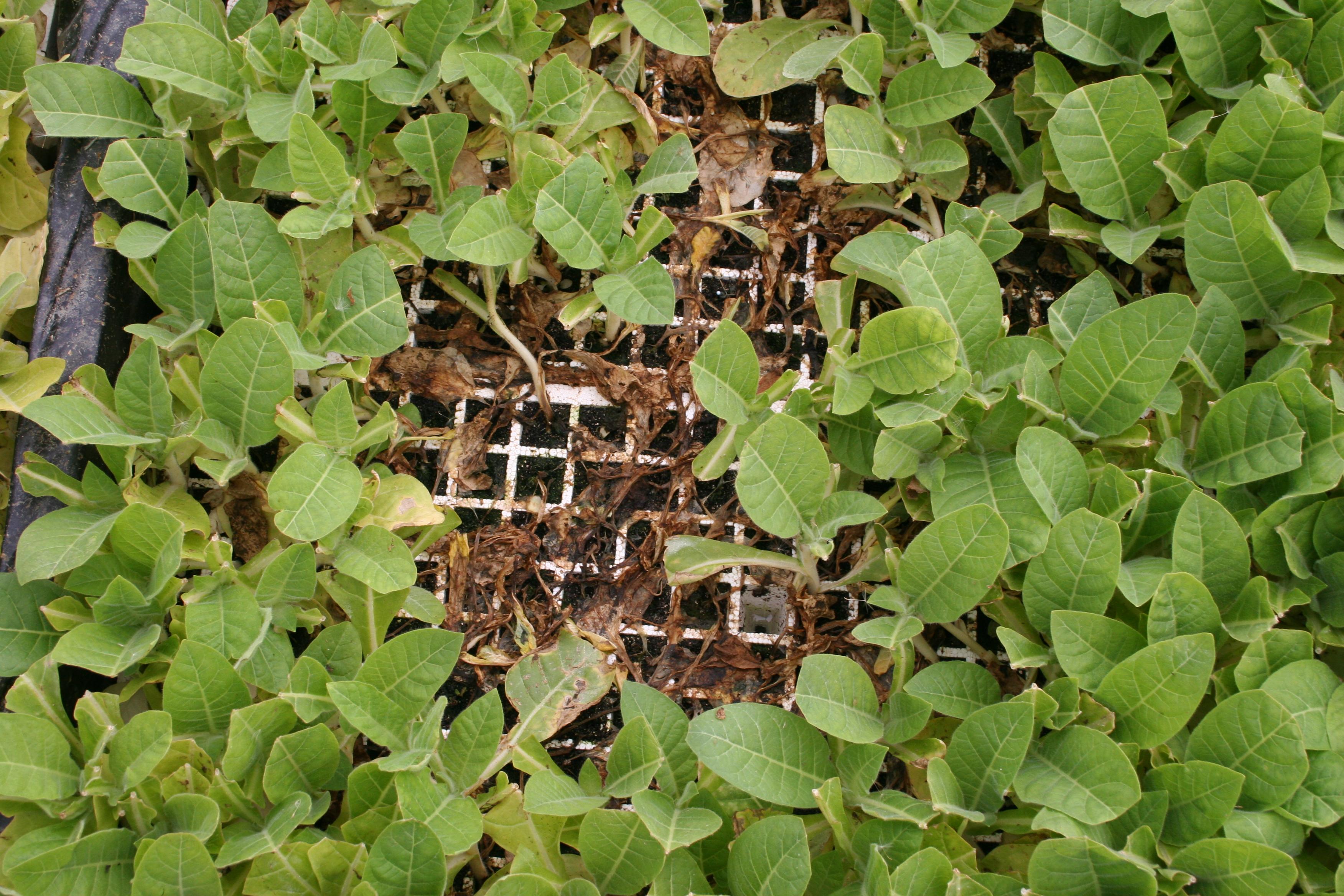Complete collapse and death of seedlings may result from infections. (Photo: Kenneth Seebold, UK)