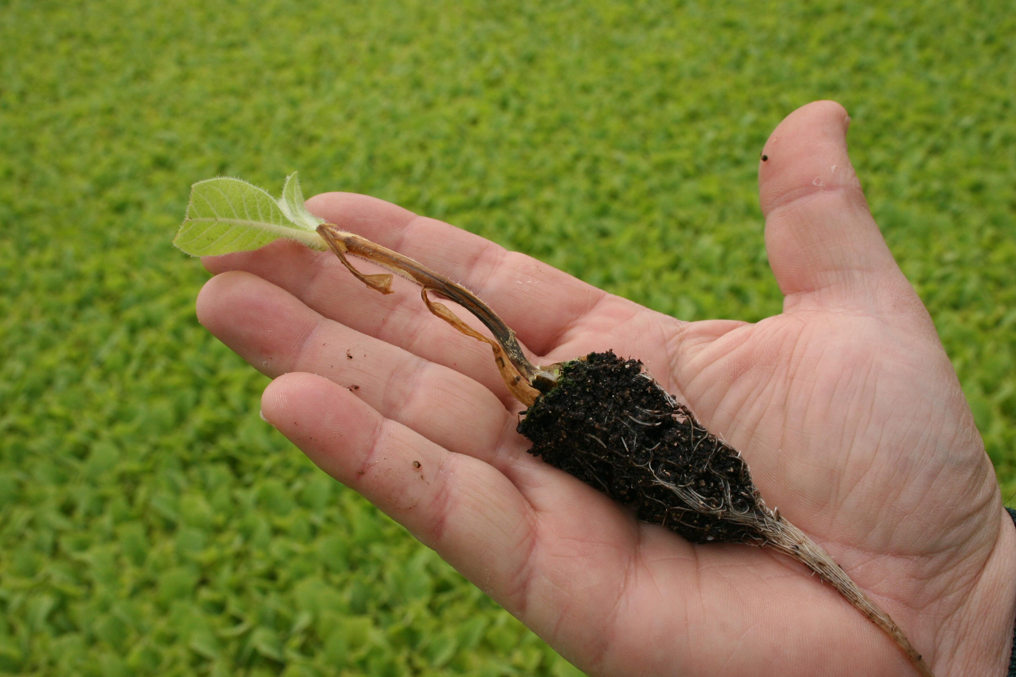 Blackened, water-soaked lesions on lower stems of affected plants are typical of the later stage of blackleg. (Photo: Kenneth Seebold, UK)