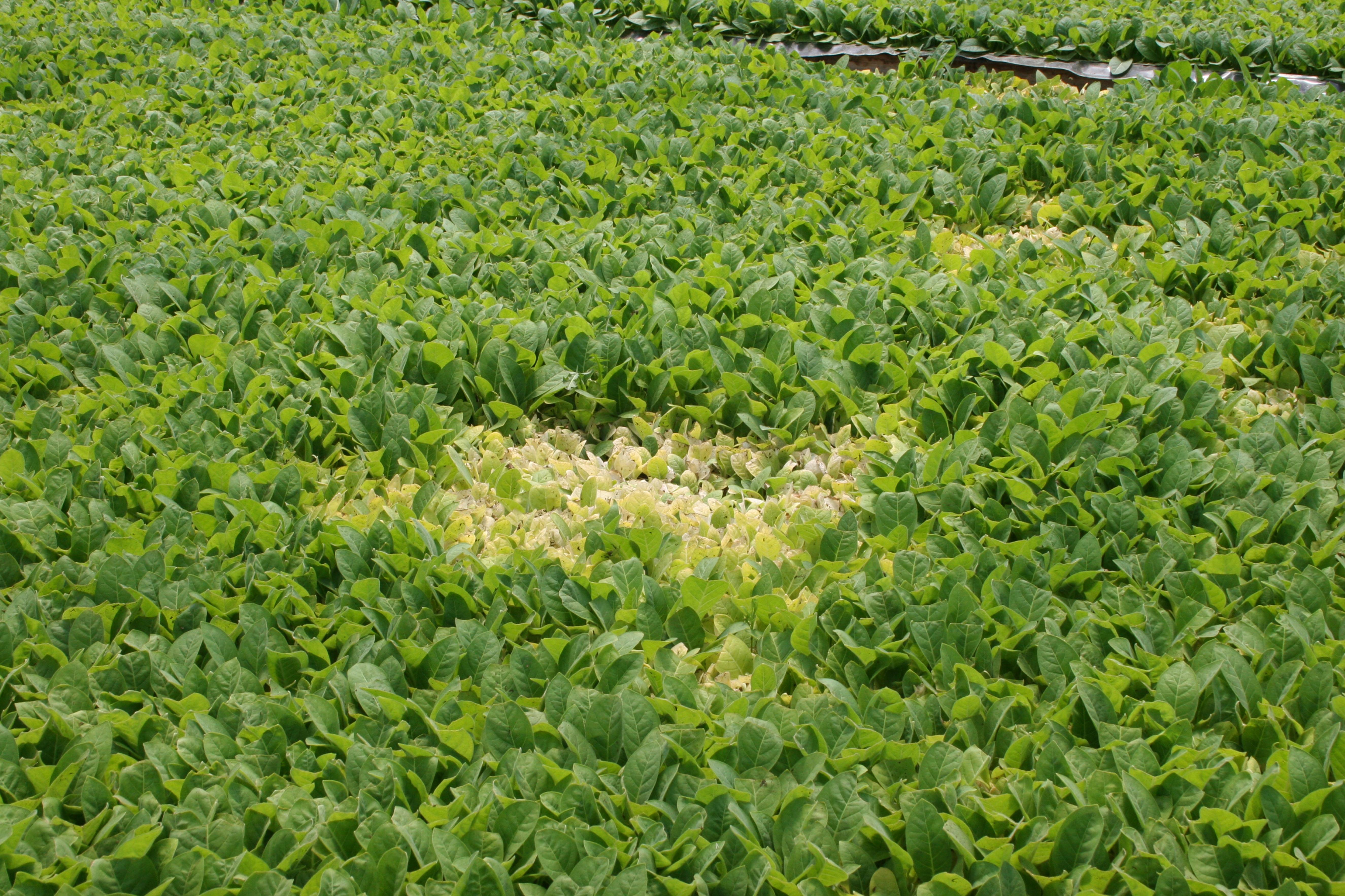 Pythium root rot is caused by a fungus-like organism often referred to as a water mold.  Pythium infections result in stunting and yellowing of tobacco seedlings.  Often infected plants are isolated in well-defined areas in float beds. (Photo: Kenneth Seebold, UK)