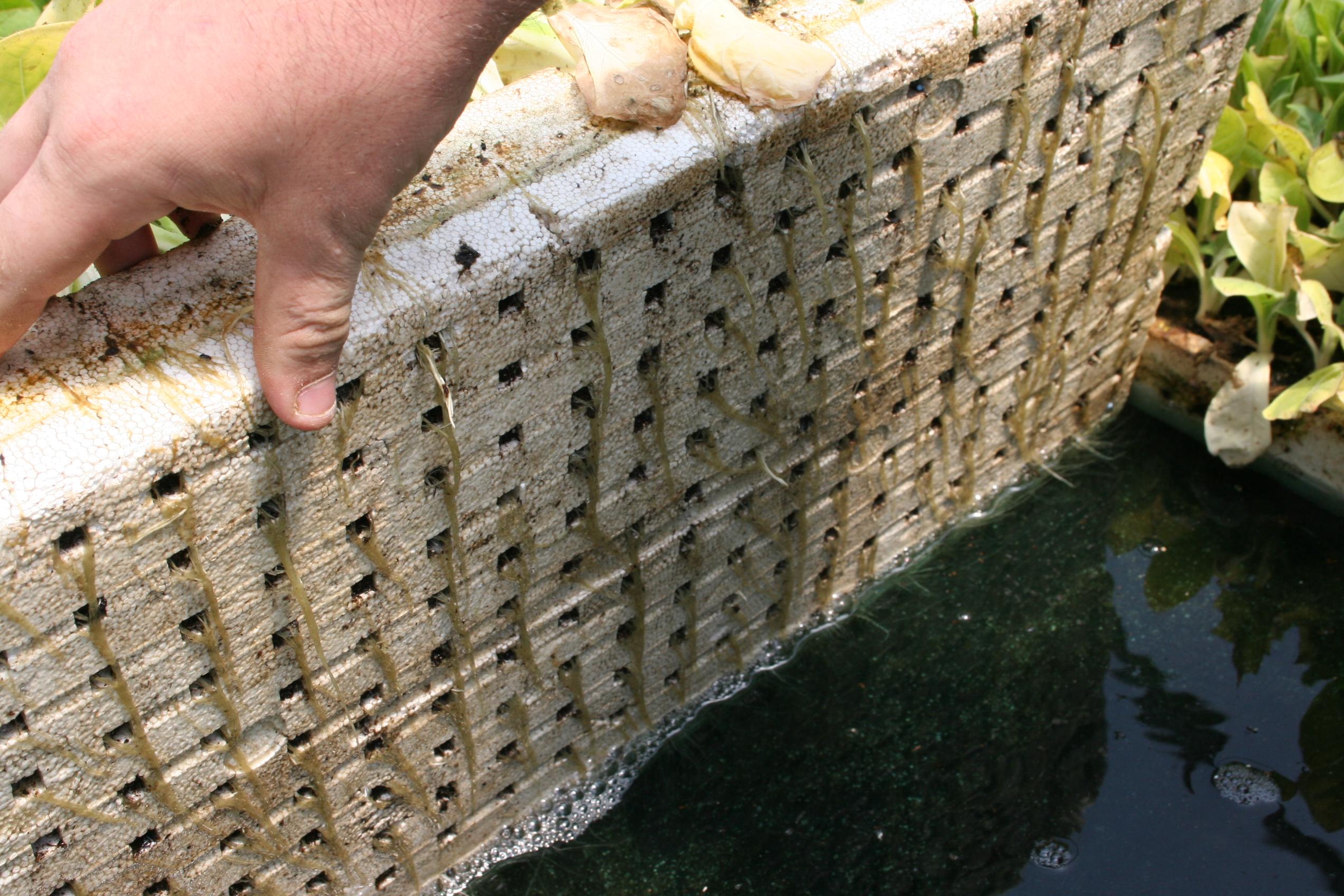 When infected with Pythium spp., roots extending into the float water are generally necrotic (brown) and limp due to decay.  Root decay reduces nutrient uptake, causing the foliar symptoms shown in the previous images.  This disease often starts from contaminated float trays and can quickly spread throughout a float bed. (Photo: Kenneth Seebold, UK) 