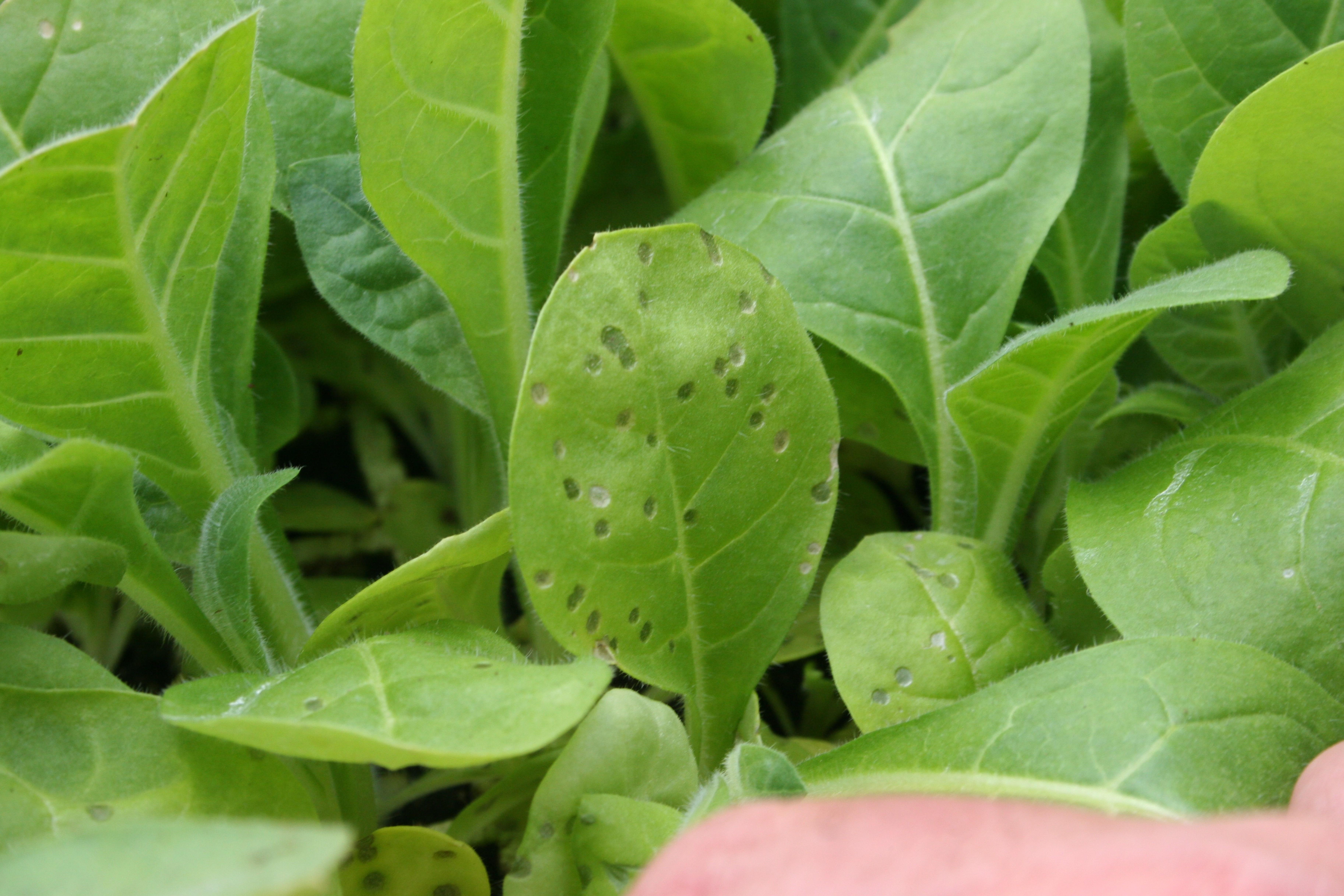 Target spot is caused by the sexual stage of the soil-borne fungus, Rhizoctonia solani.  Symptoms begin as small, water-soaked lesions on foliage. (Photo: Kenneth Seebold, UK)