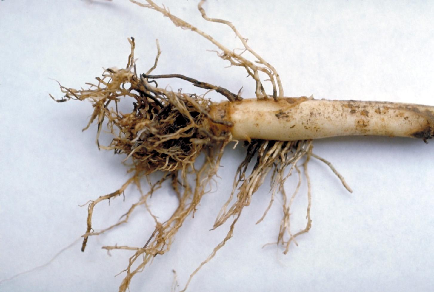 The tell-tale symptoms of black root rot are the black lesions that develop on roots.  These black lesions are in sharp contrast to the white color of healthy roots.  (Photo: Cheryl Kaiser, UK)