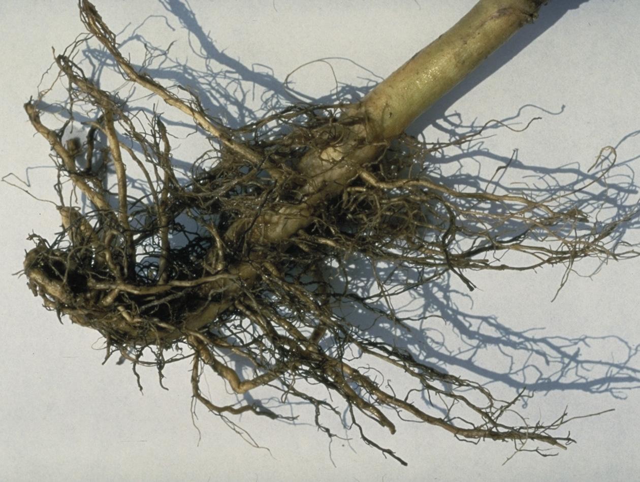 As decay progresses, more and more roots become dark brown to black in color until the entire root system is affected. (Photo: University of Kentucky Plant Disease Diagnostic Lab)