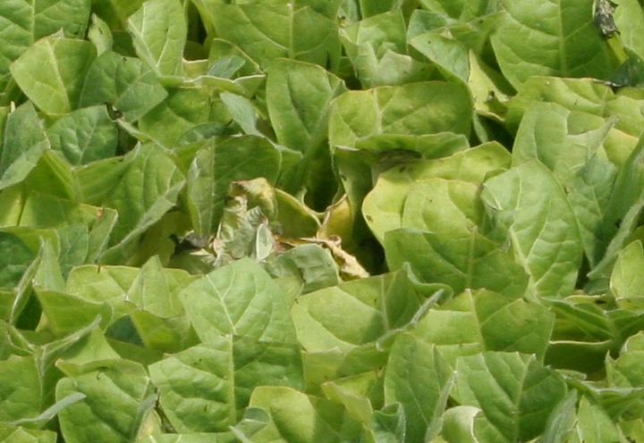 Collar rot is caused by the fungus Sclerotinia sclerotiorum. Early symptoms of Sclerotinia collar rot include yellowing of leaf tips and flagging of older leaves. (Photo: Kenneth Seebold, UK)