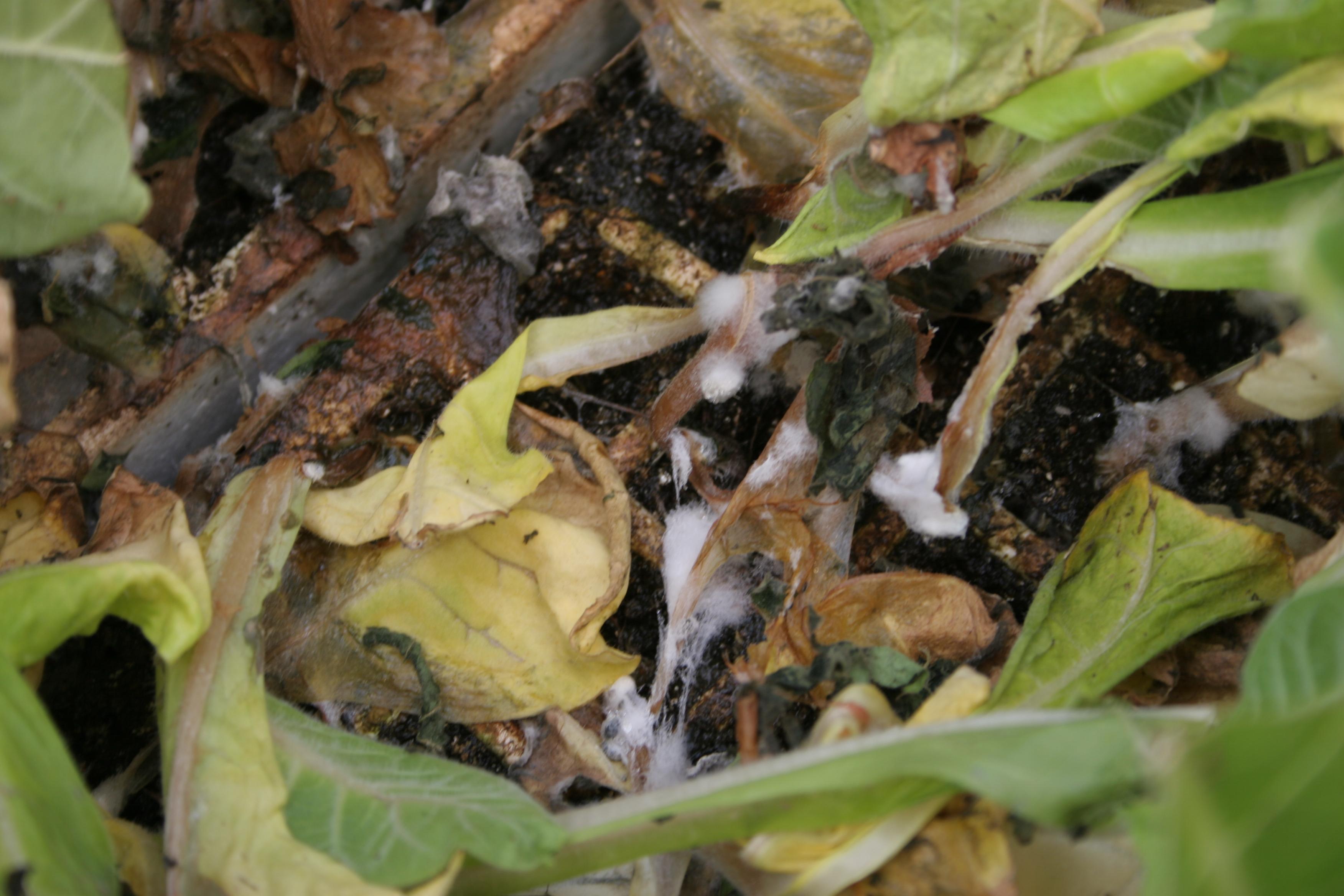 The Sclerotinia fungus eventually produces dense, white fungal growth (mycelia) on infected tissues.  Roundish white tufts of mycelia will develop into irregularly-shaped, hard, black sclerotia, which may range in size from a mustard seed to a raisin. (Photo: Kenneth Seebold, UK)